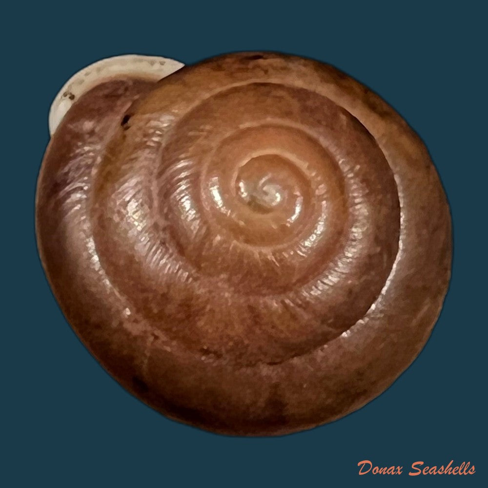 copia-de-labyrinthus-raimondii-philippi-1867-40-2mm-1
