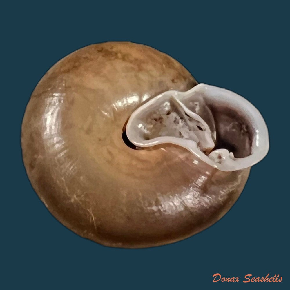 copia-de-labyrinthus-raimondii-philippi-1867-40-2mm-1