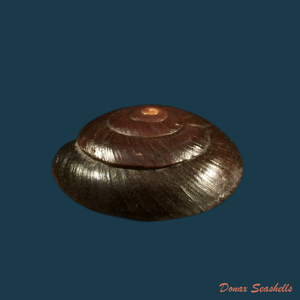 copia-de-labyrinthus-raimondii-philippi-1867-40-2mm