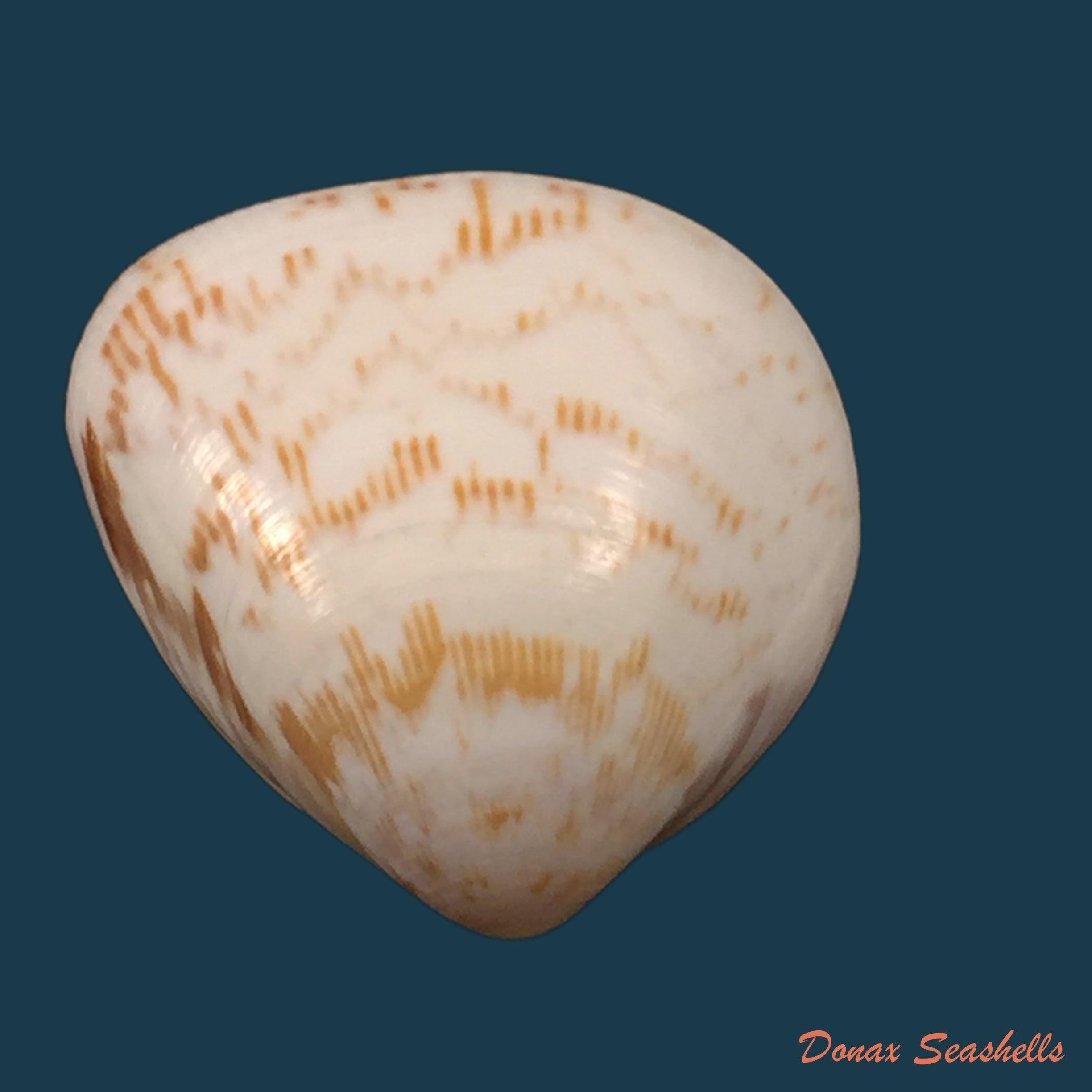 copia-de-laevicardium-brasilianum-lamarck-1819-28-3mm