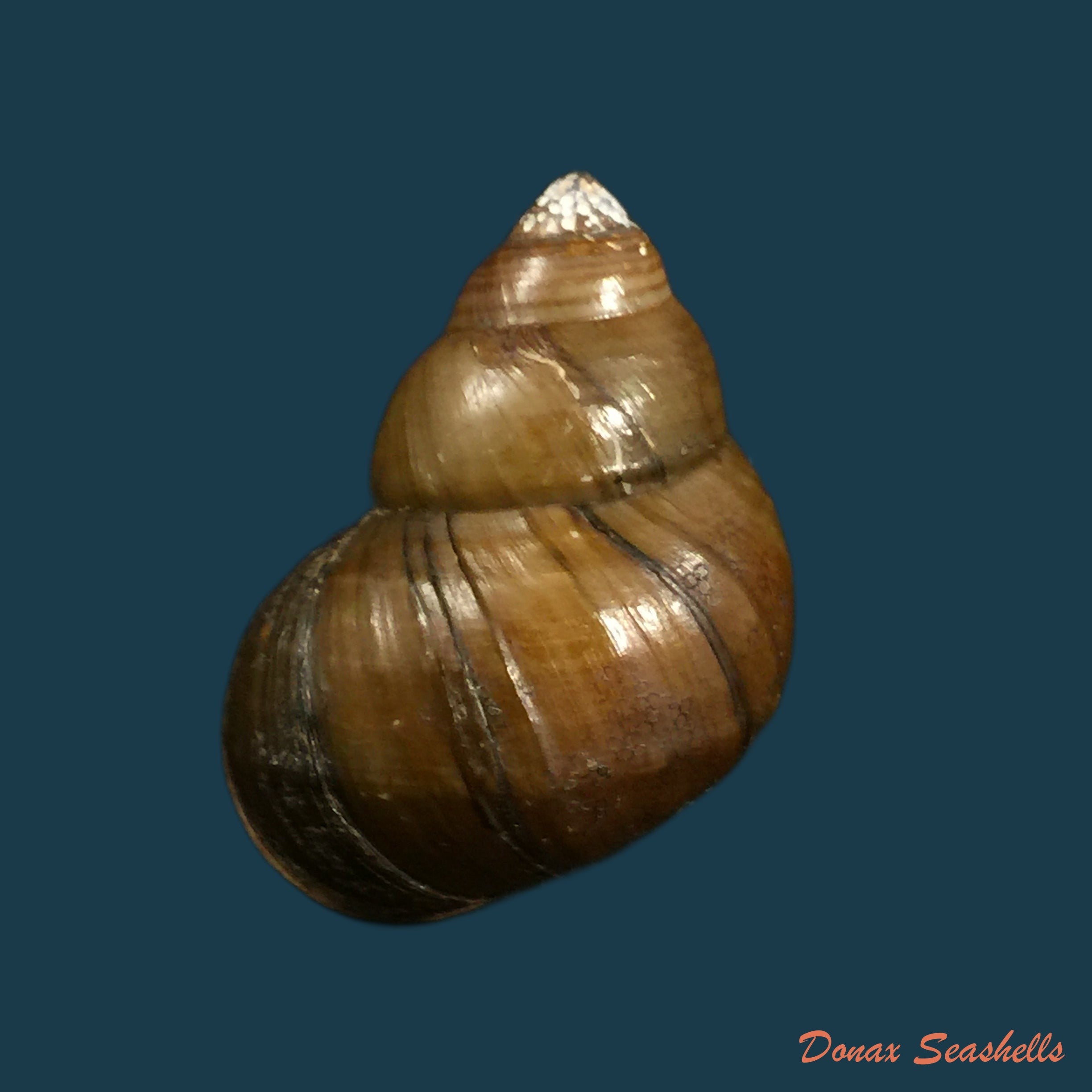 copia-de-laevicardium-mortoni-conrad-1830