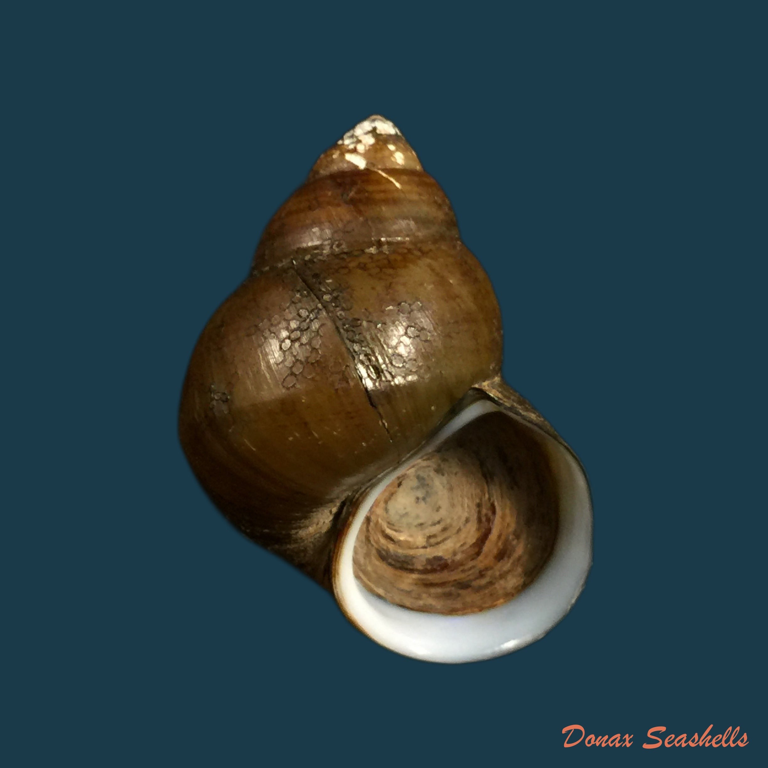 copia-de-laevicardium-mortoni-conrad-1830