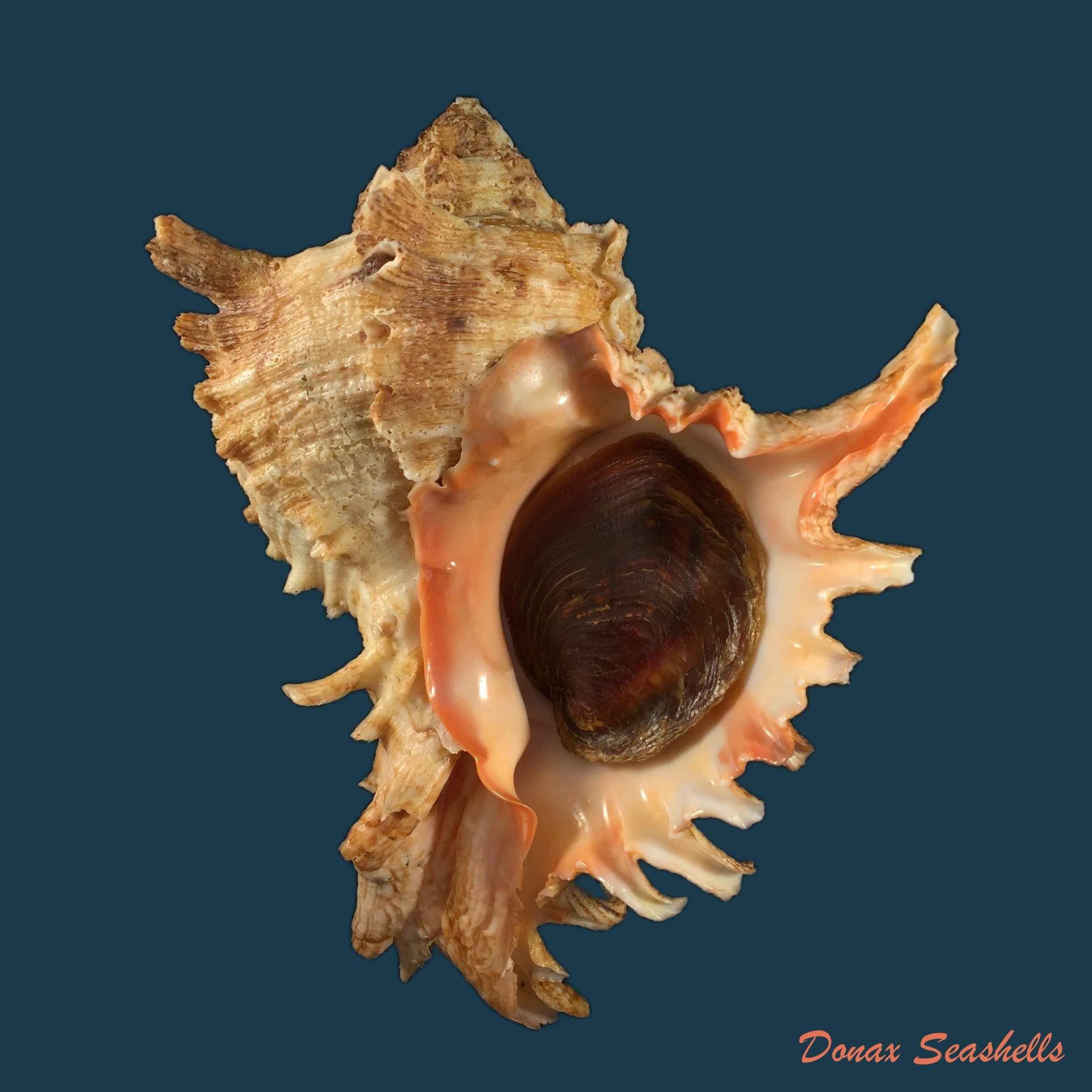 copia-de-laevistrombus-canarium-linnaeus-1758-46-8mm