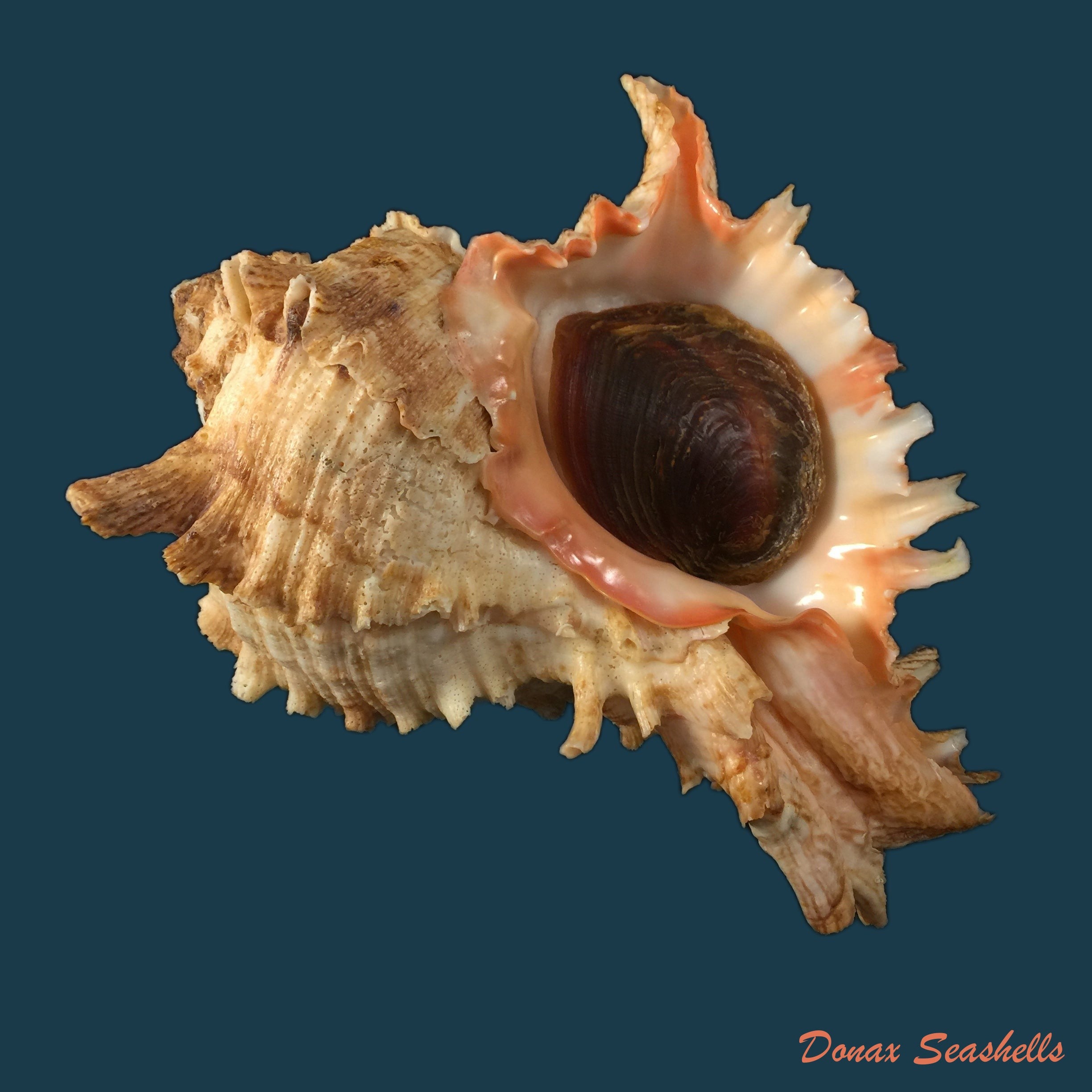 copia-de-laevistrombus-canarium-linnaeus-1758-46-8mm
