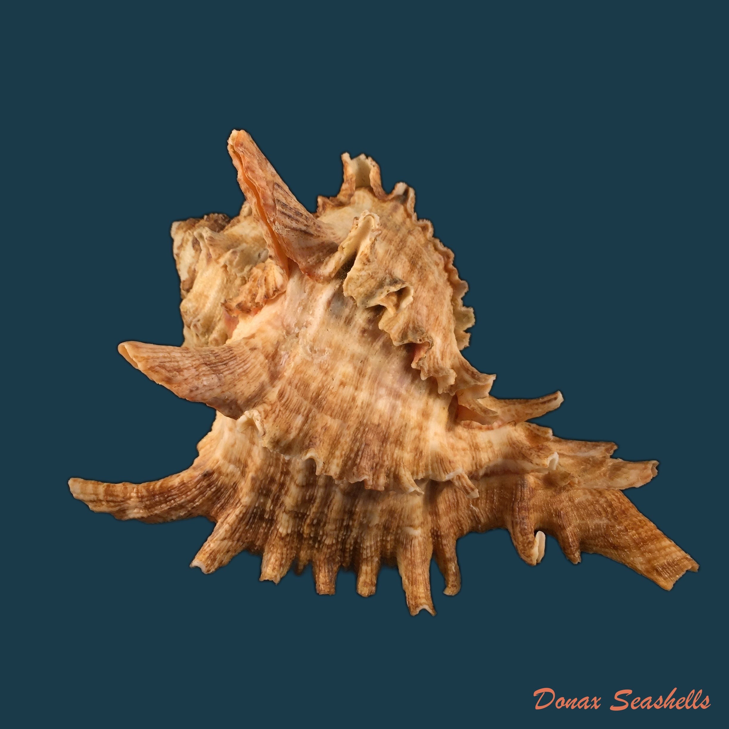 copia-de-laevistrombus-canarium-linnaeus-1758-46-8mm