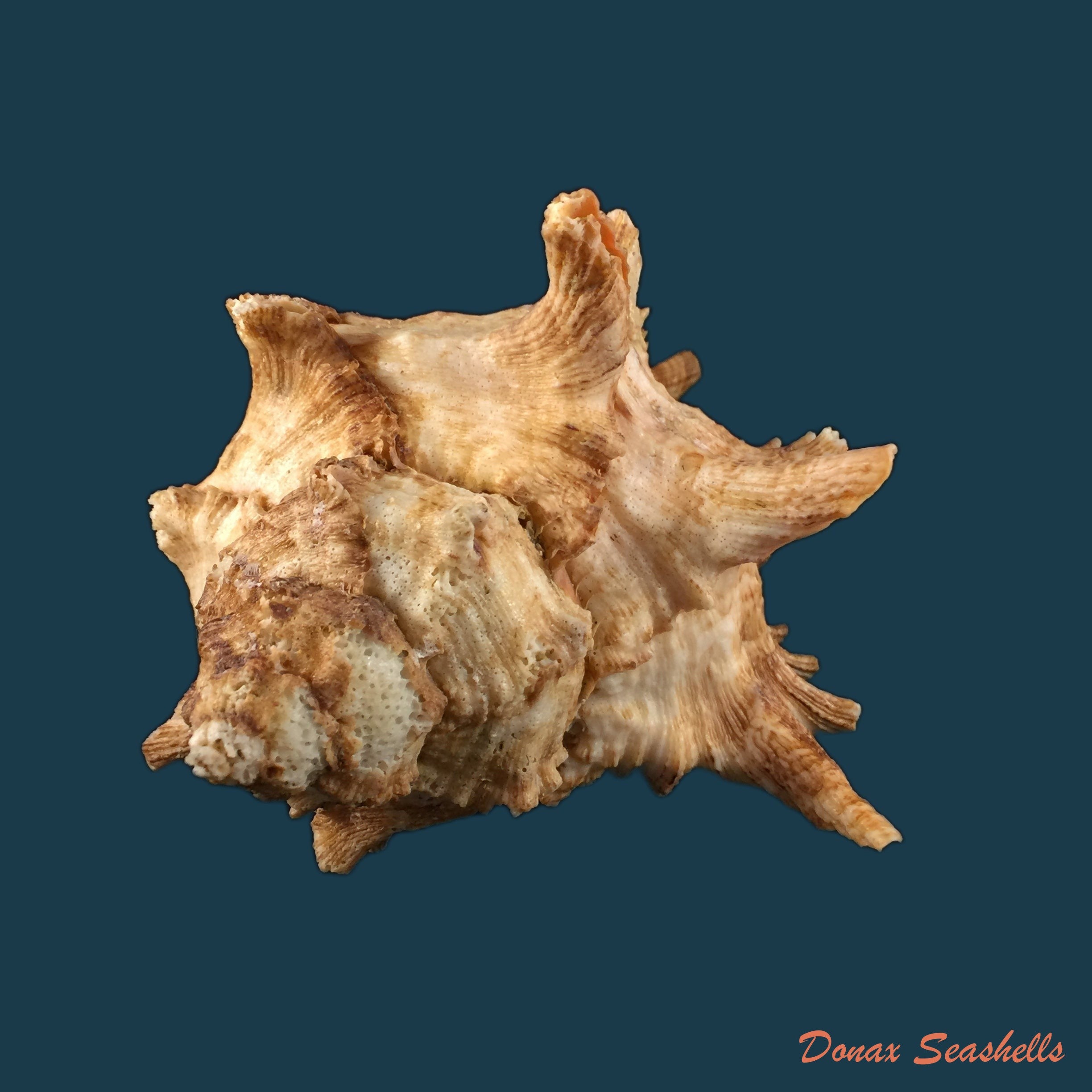 copia-de-laevistrombus-canarium-linnaeus-1758-46-8mm