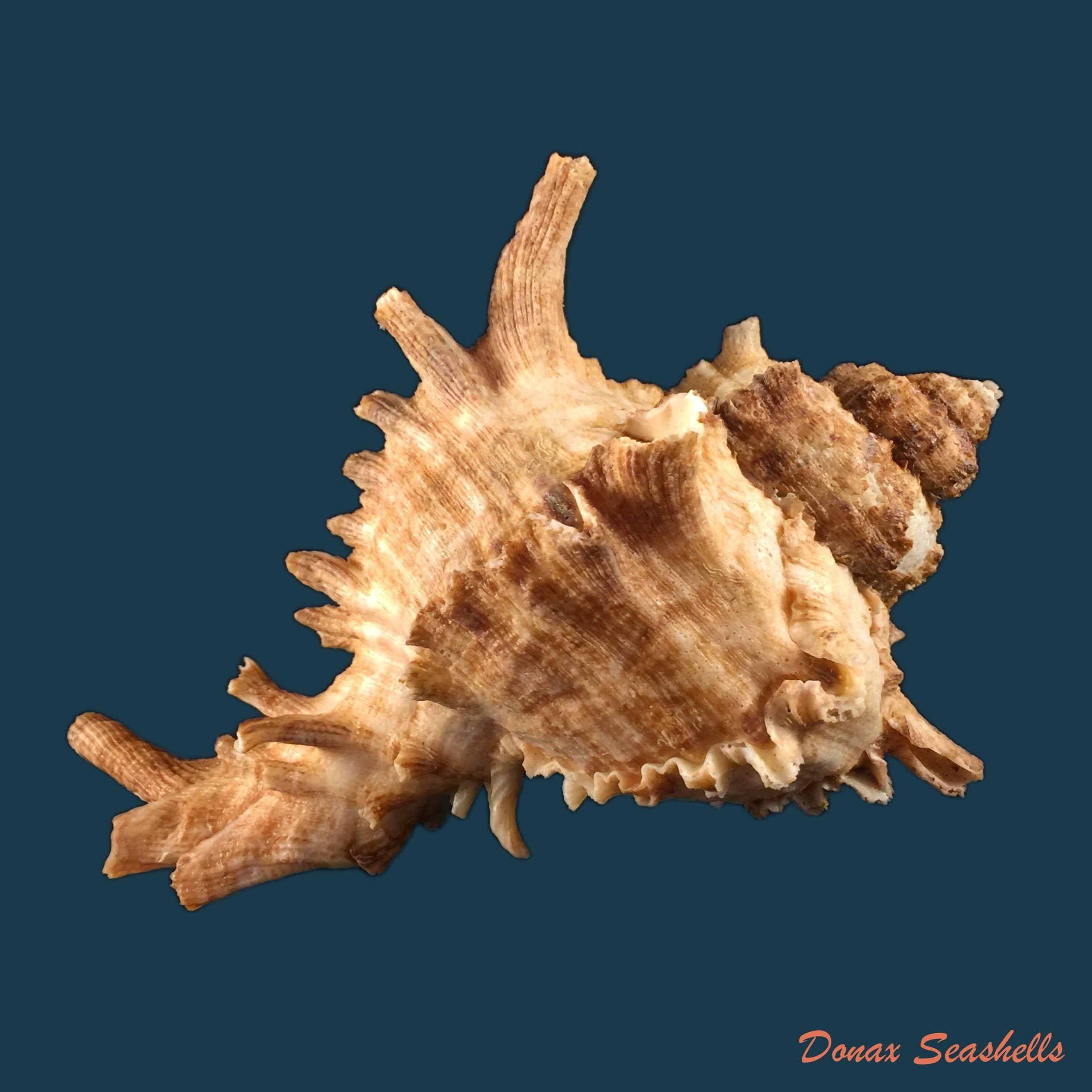 copia-de-laevistrombus-canarium-linnaeus-1758-46-8mm