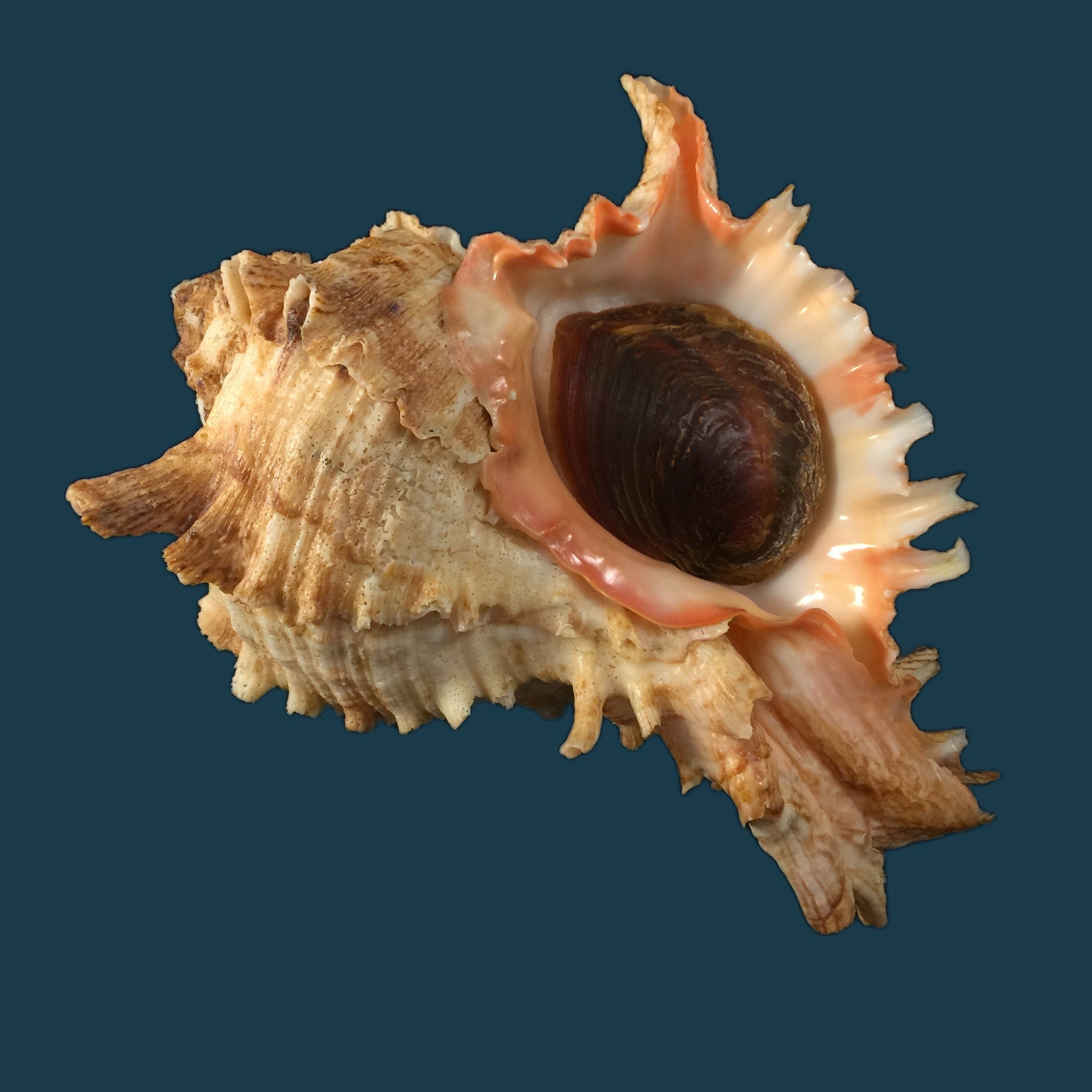 Hexaplex duplex (Röding, 1798) - 176mm