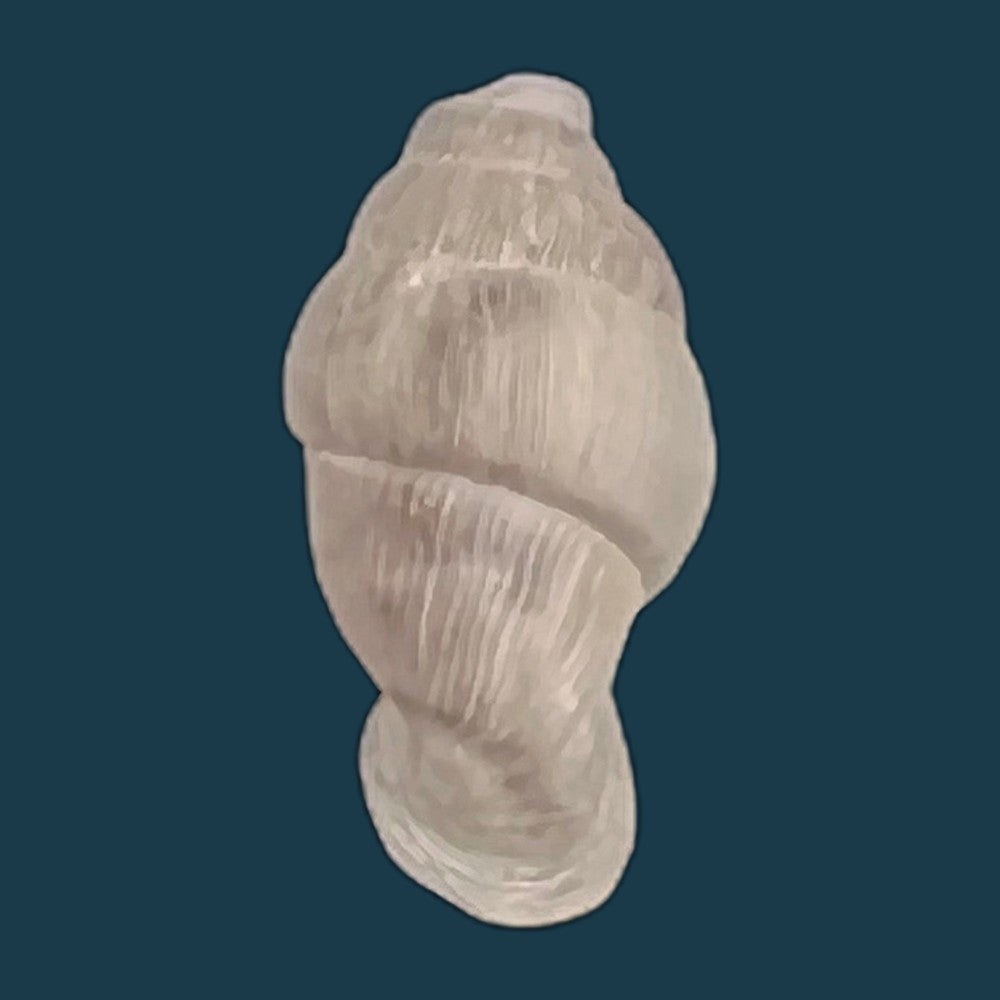 copia-de-lampedusa-mamotica-gulia-1861-10-1mm