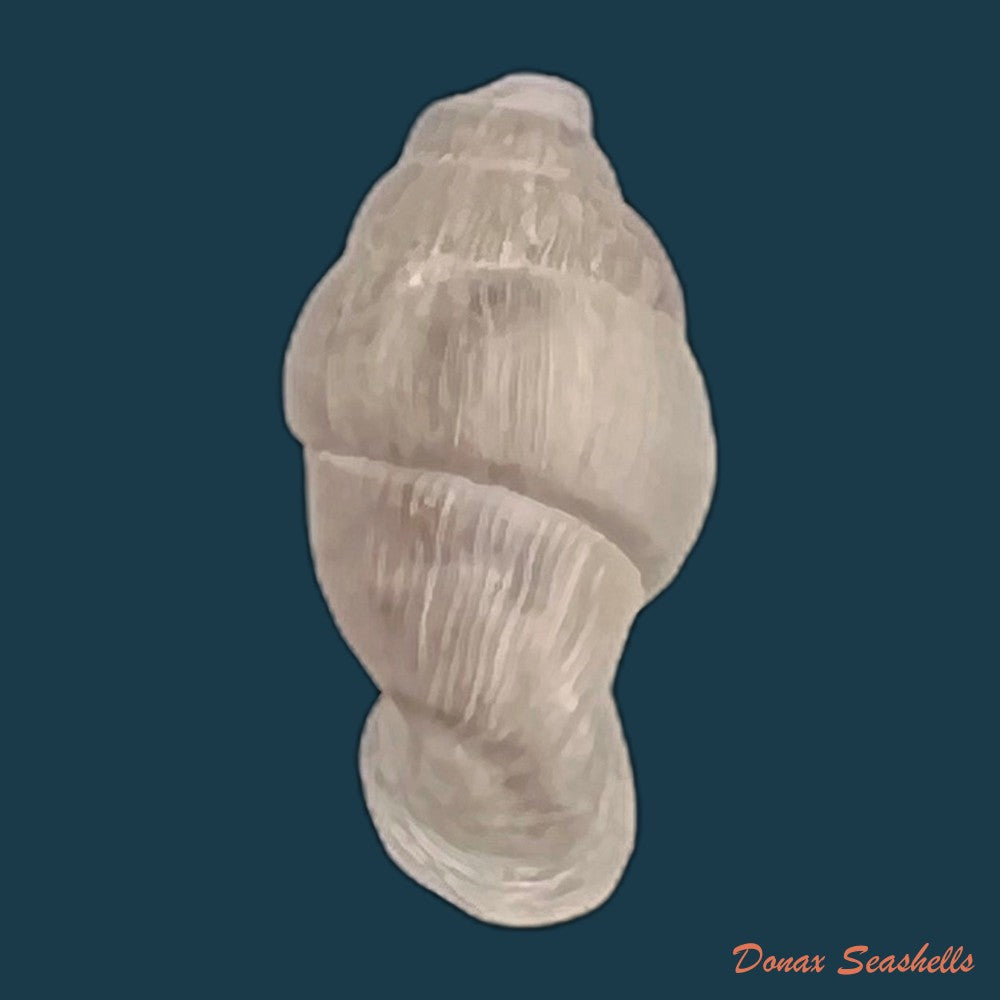 copia-de-lampedusa-mamotica-gulia-1861-10-1mm
