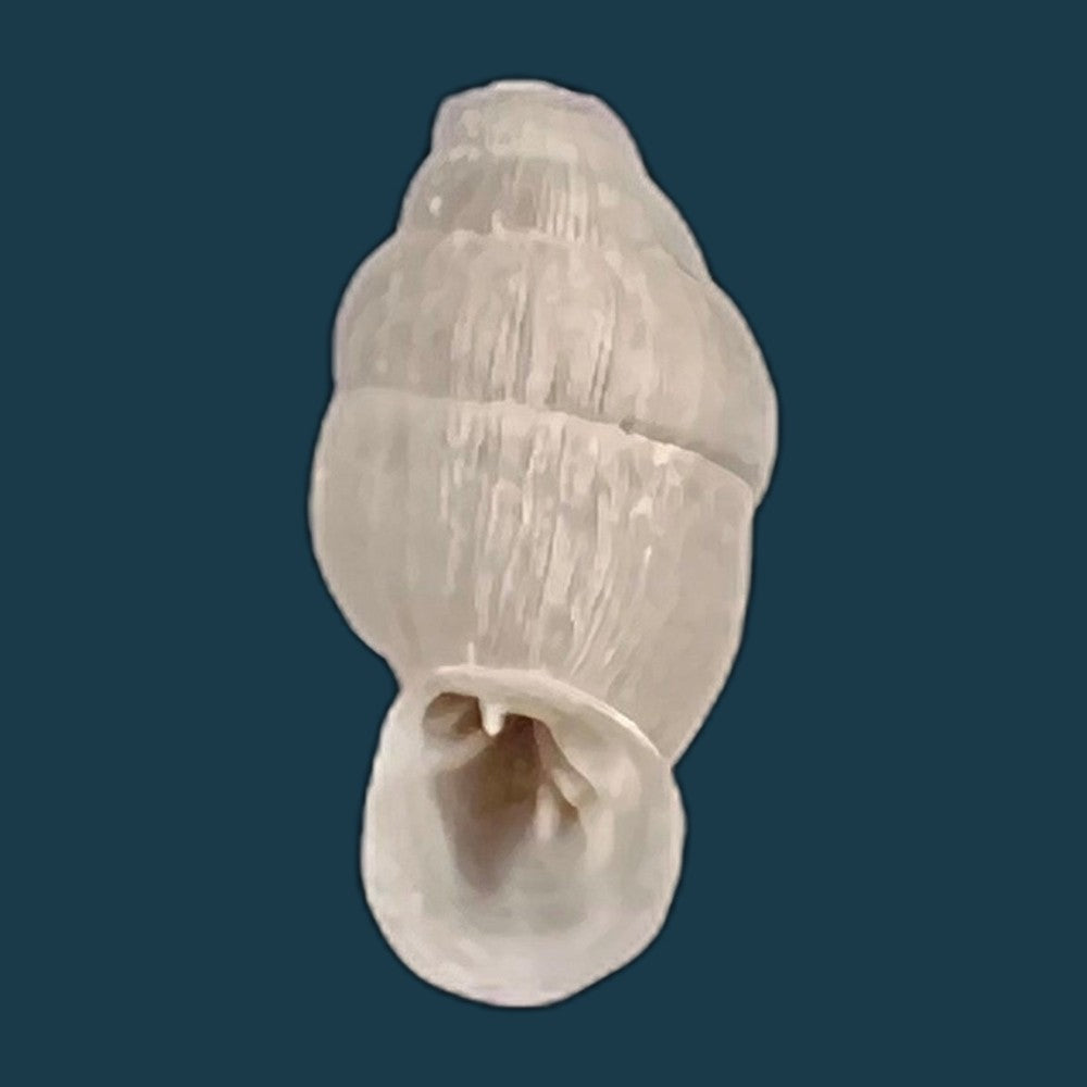 copia-de-lampedusa-mamotica-gulia-1861-10-1mm