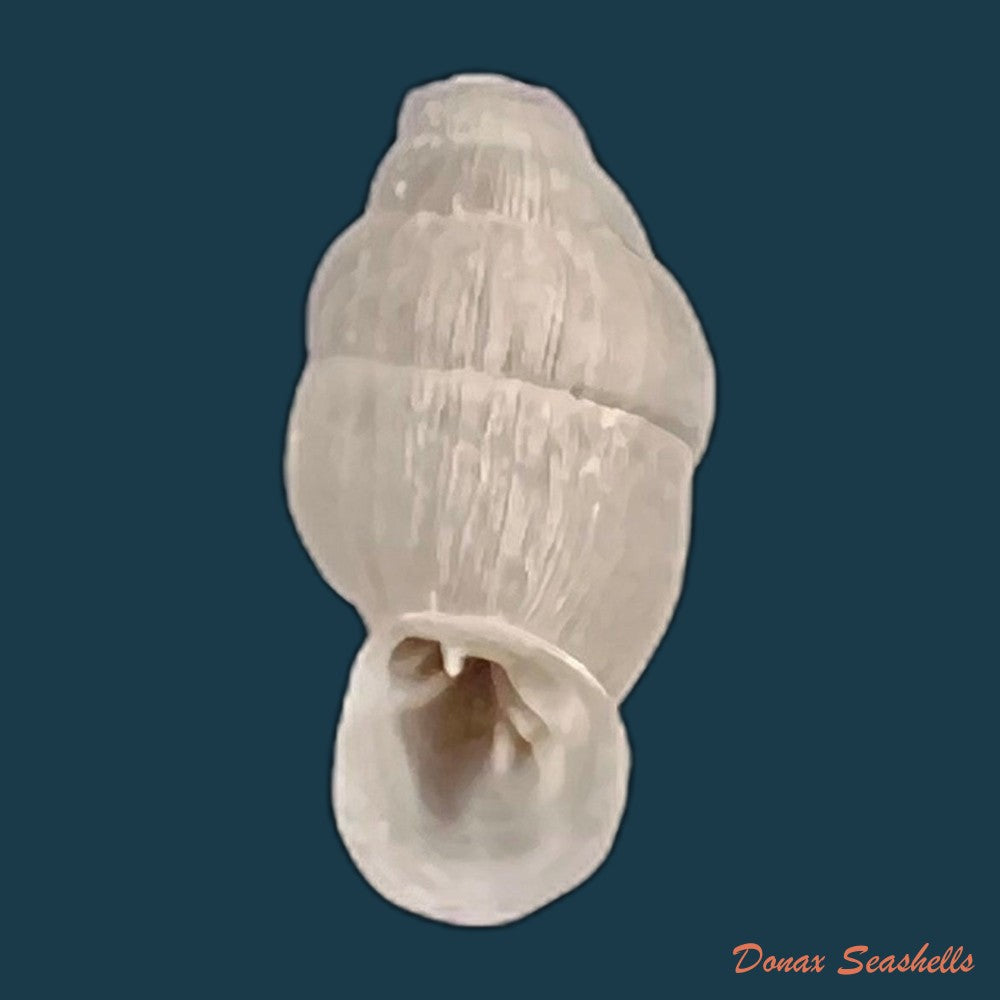 copia-de-lampedusa-mamotica-gulia-1861-10-1mm