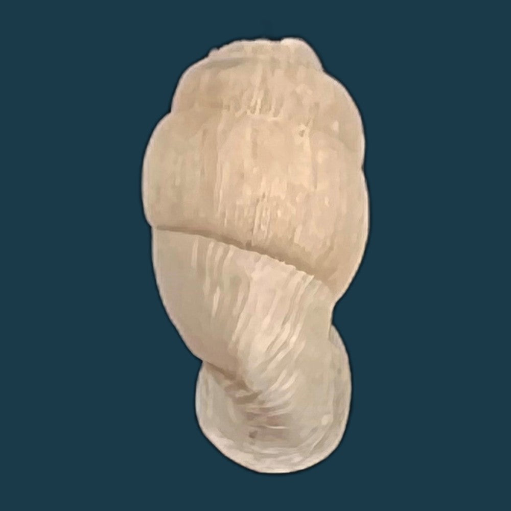 copia-de-lampedusa-mamotica-gulia-1861-11-2mm-1