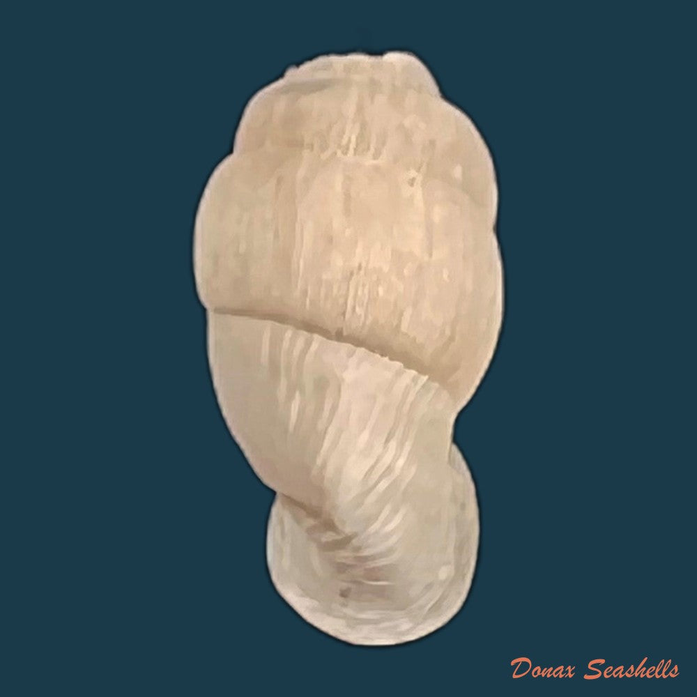 copia-de-lampedusa-mamotica-gulia-1861-11-2mm-1