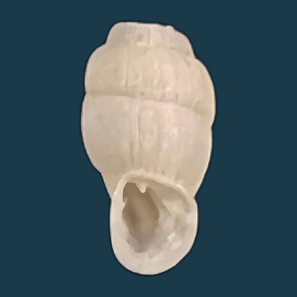 copia-de-lampedusa-mamotica-gulia-1861-11-2mm-1