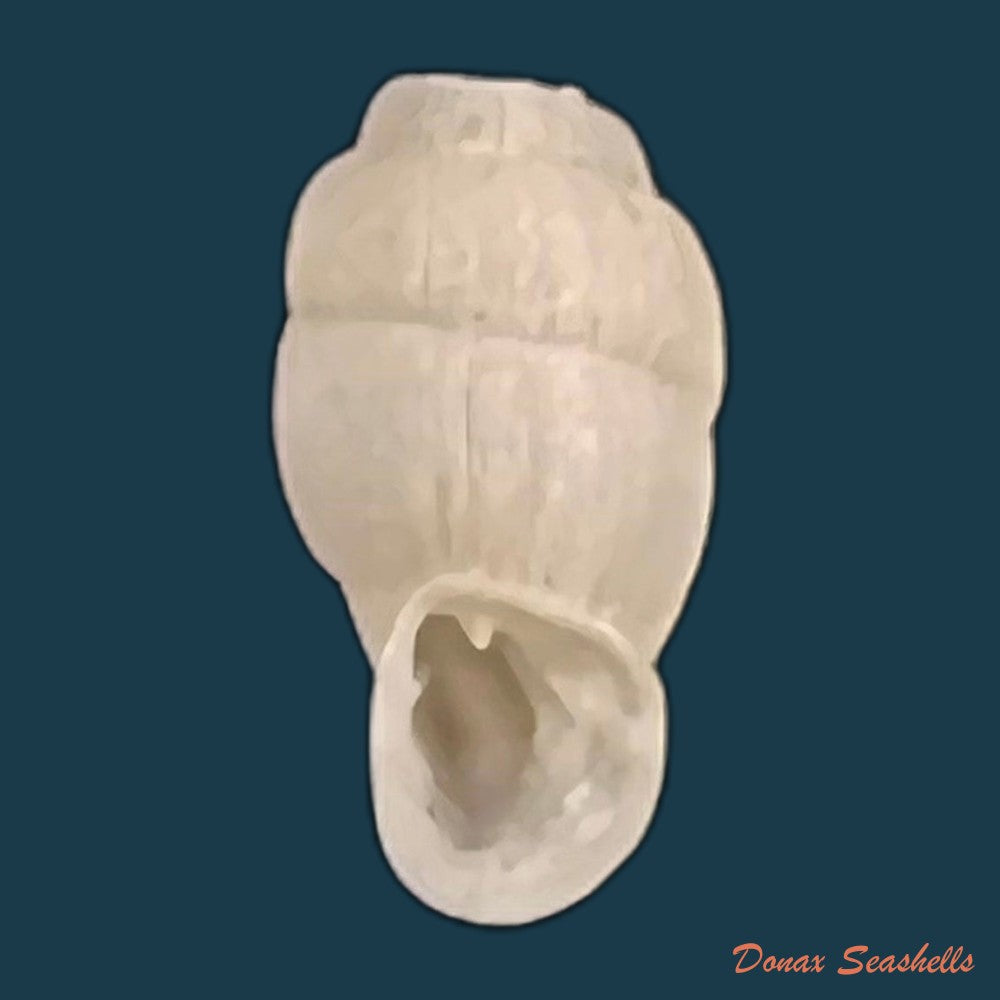 copia-de-lampedusa-mamotica-gulia-1861-11-2mm-1