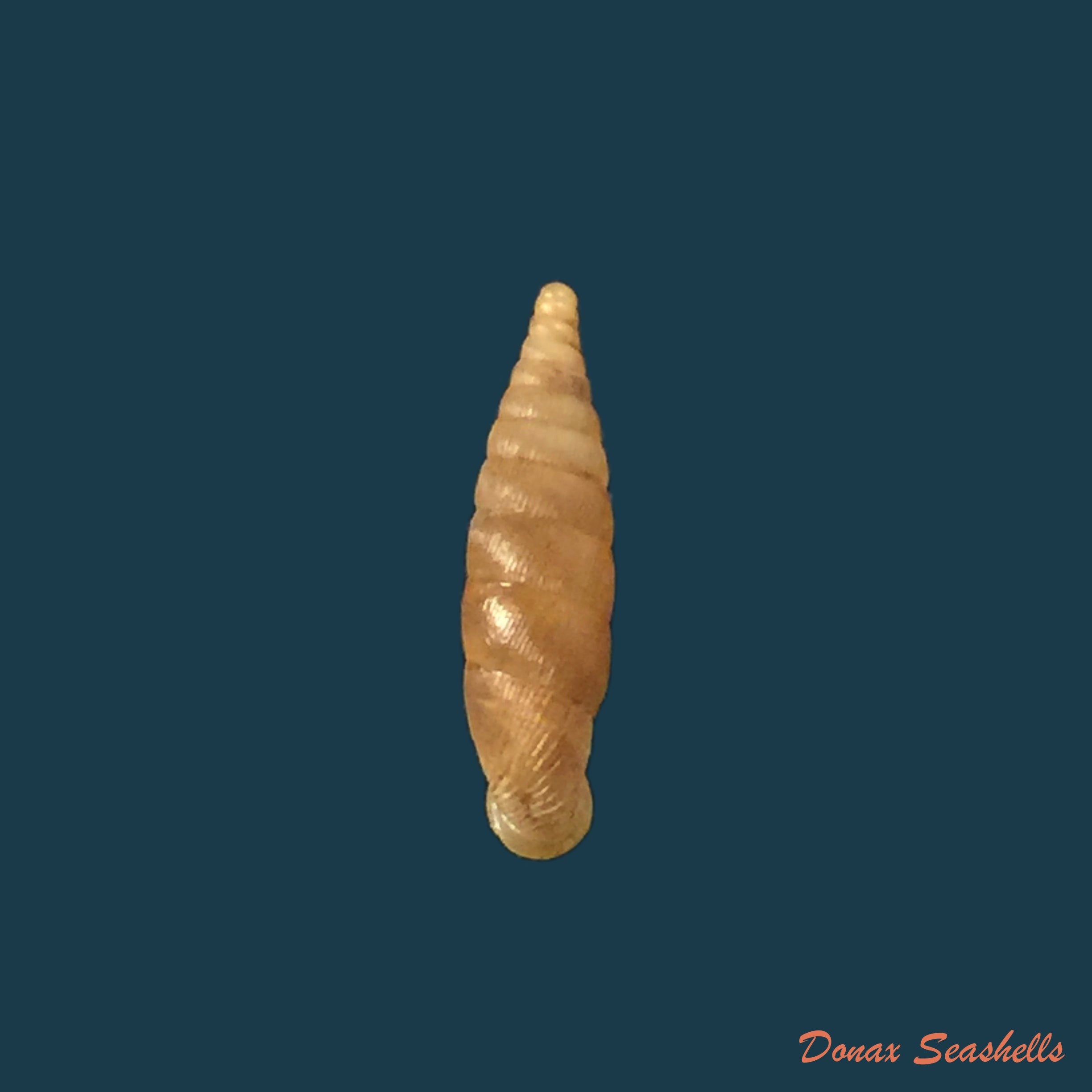 copia-de-lampedusa-scalaris-l-pfeiffer-1848-10-8mm