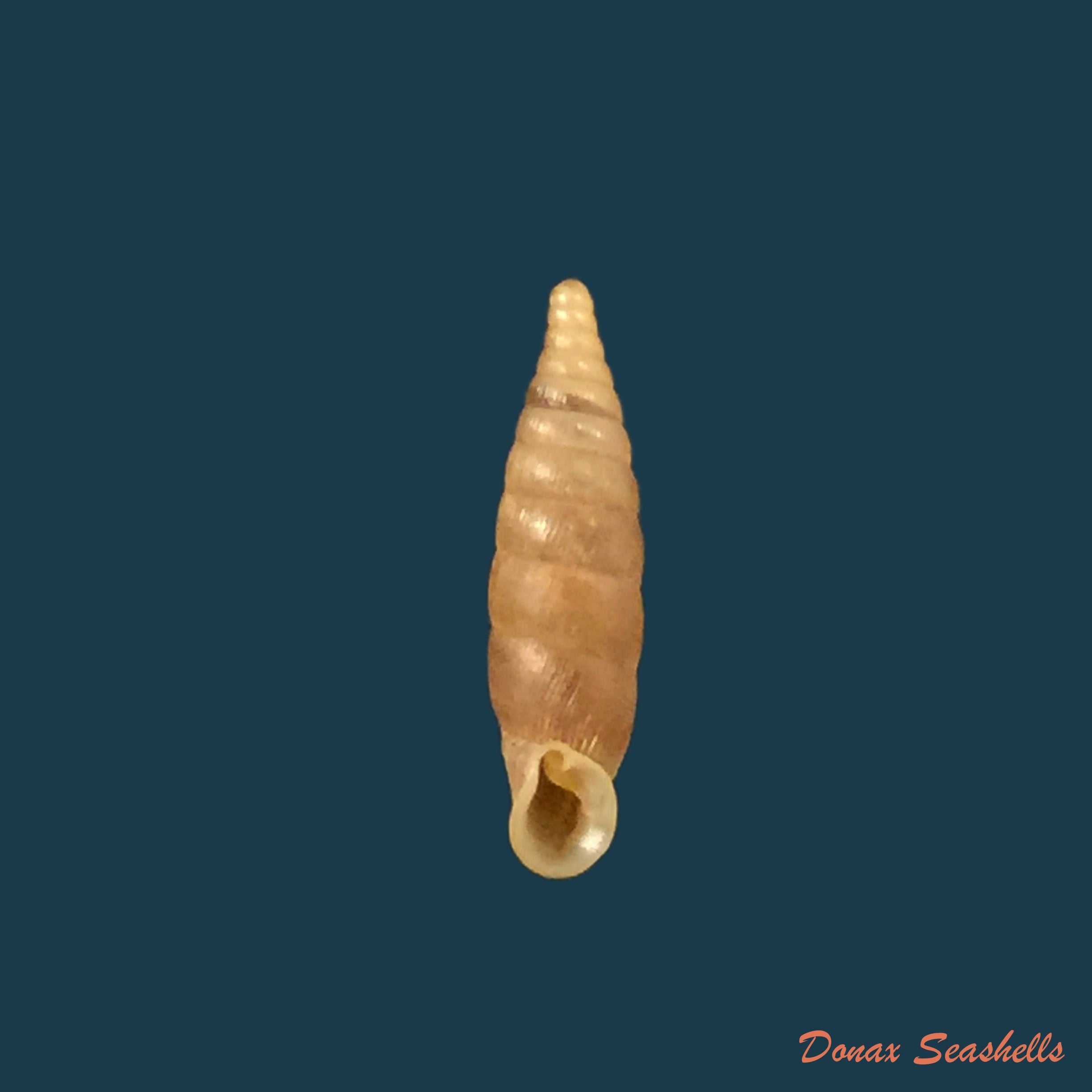 copia-de-lampedusa-scalaris-l-pfeiffer-1848-10-8mm