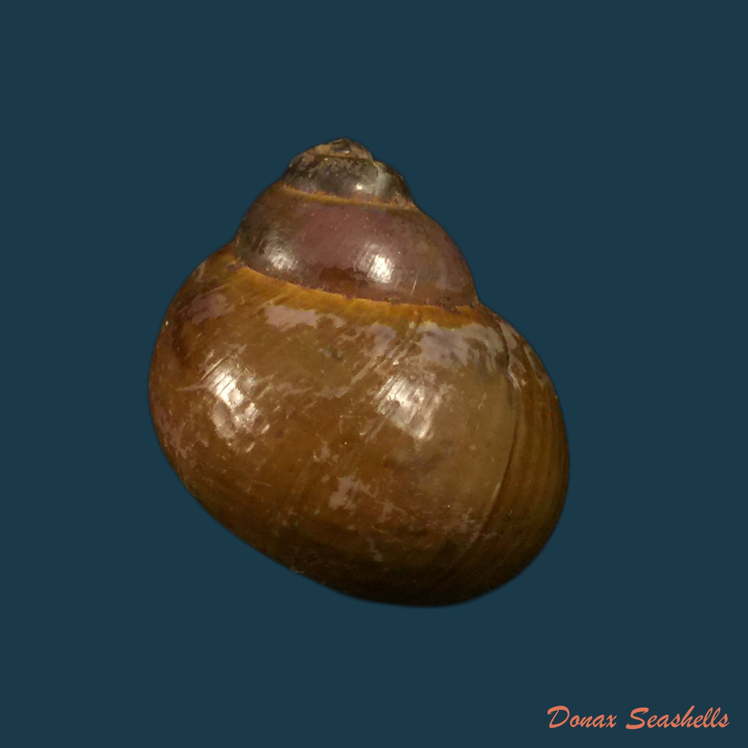copia-de-lanistes-varicus-of-muller-1774-46-1mm
