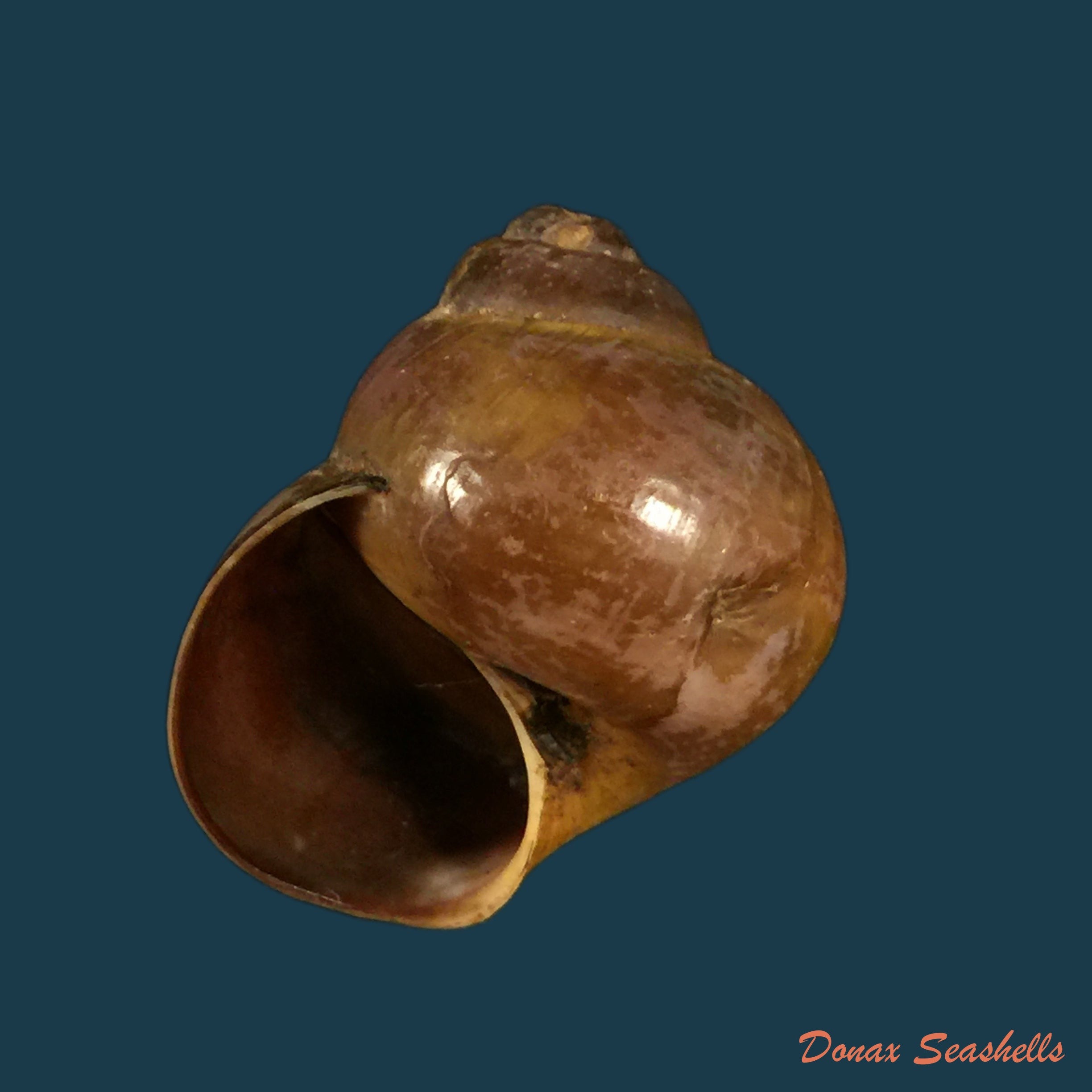 copia-de-lanistes-varicus-of-muller-1774-46-1mm