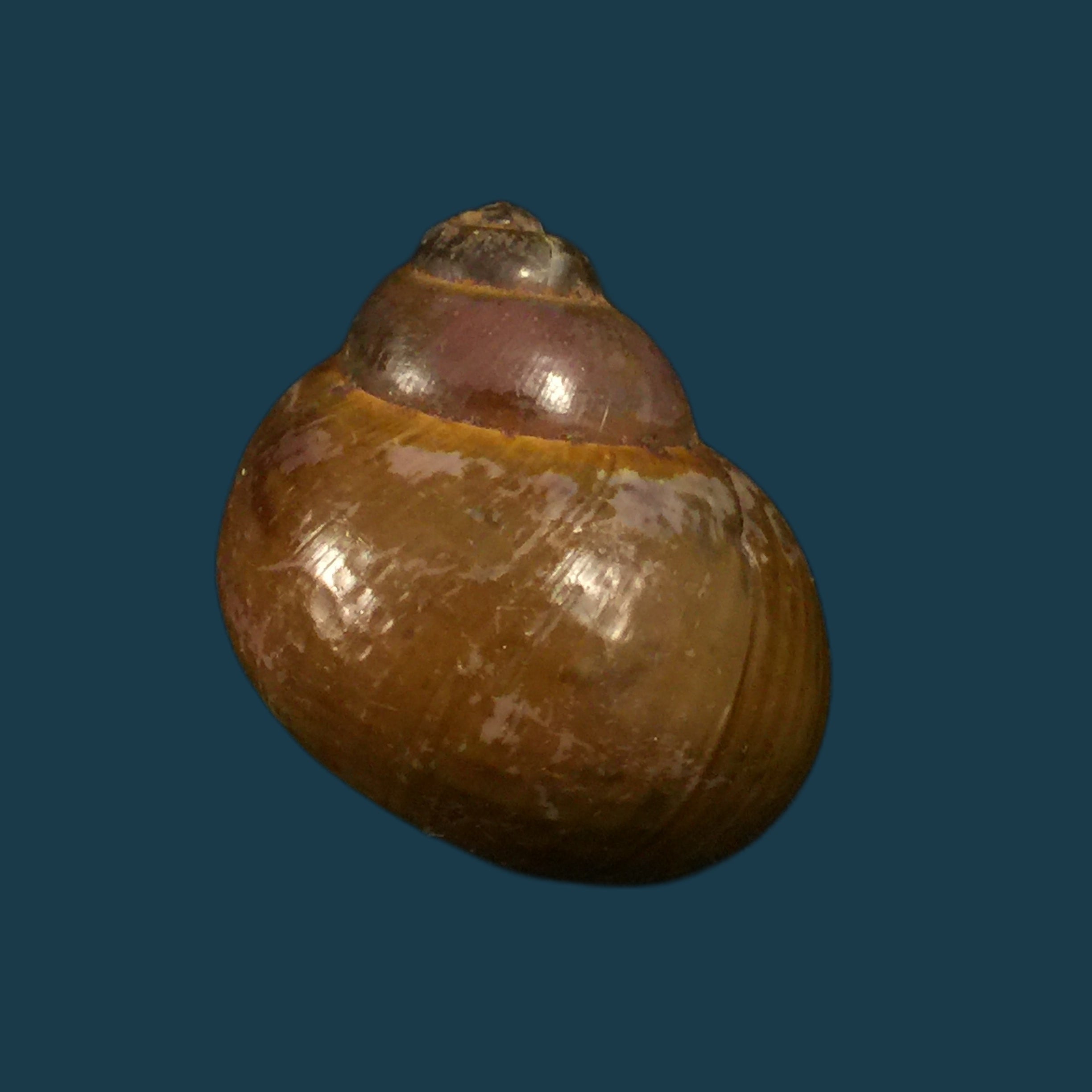 Lanistes varicus (OF Müller, 1774) - 33,4mm