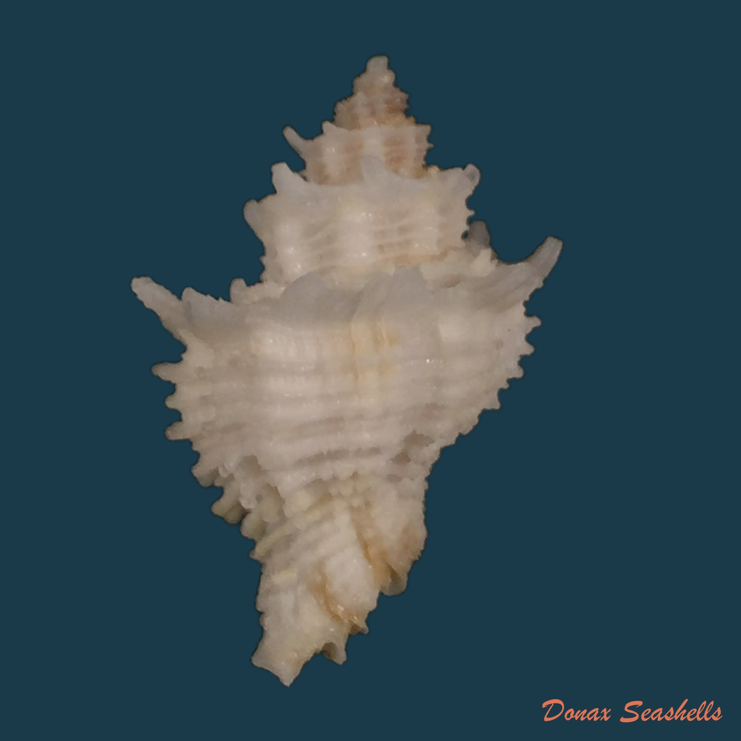 copia-de-latiaxis-basilium-penna-neme-leme-1978-33-8mm