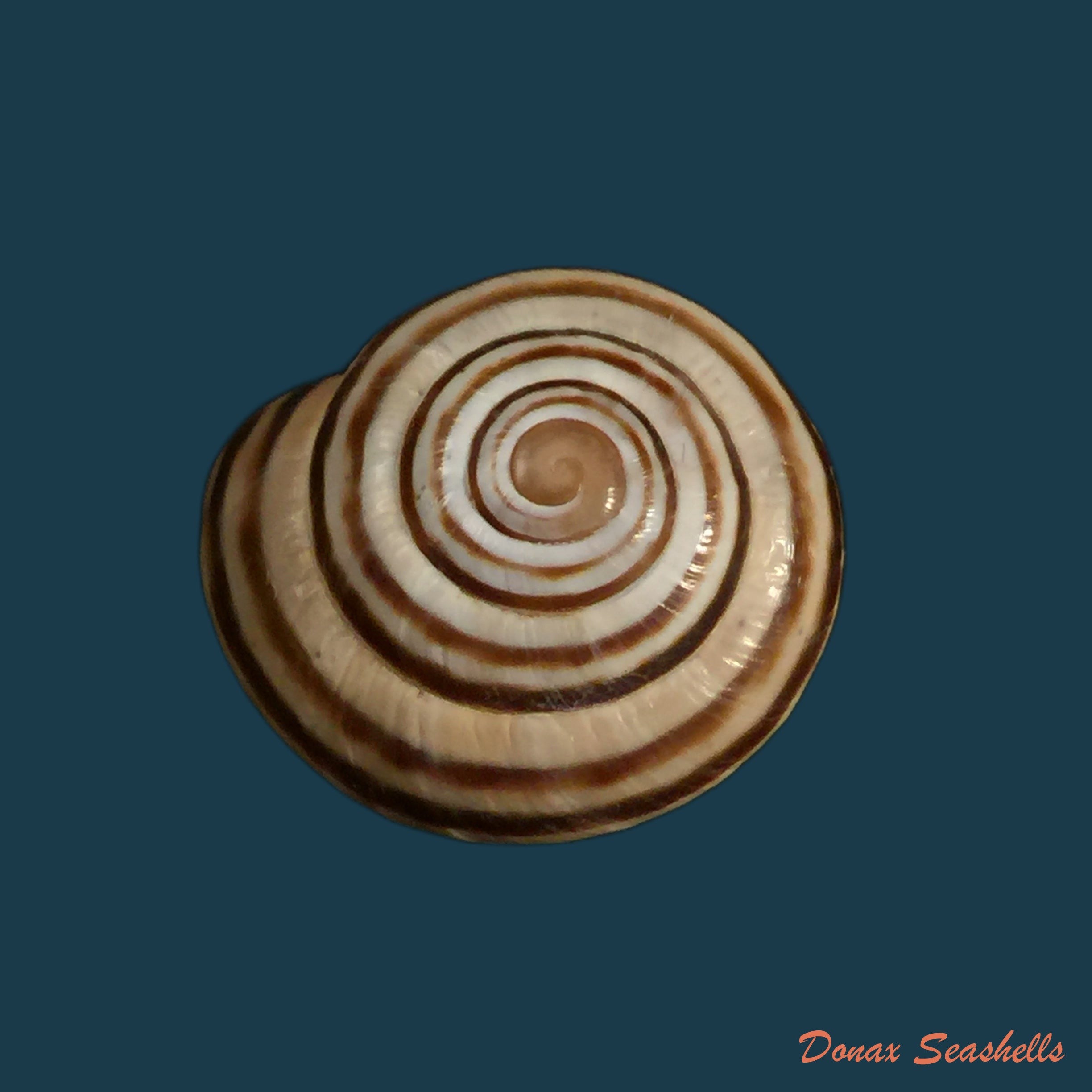 copia-de-lechatelieria-lechatelieri-pallary-1917-25-2mm