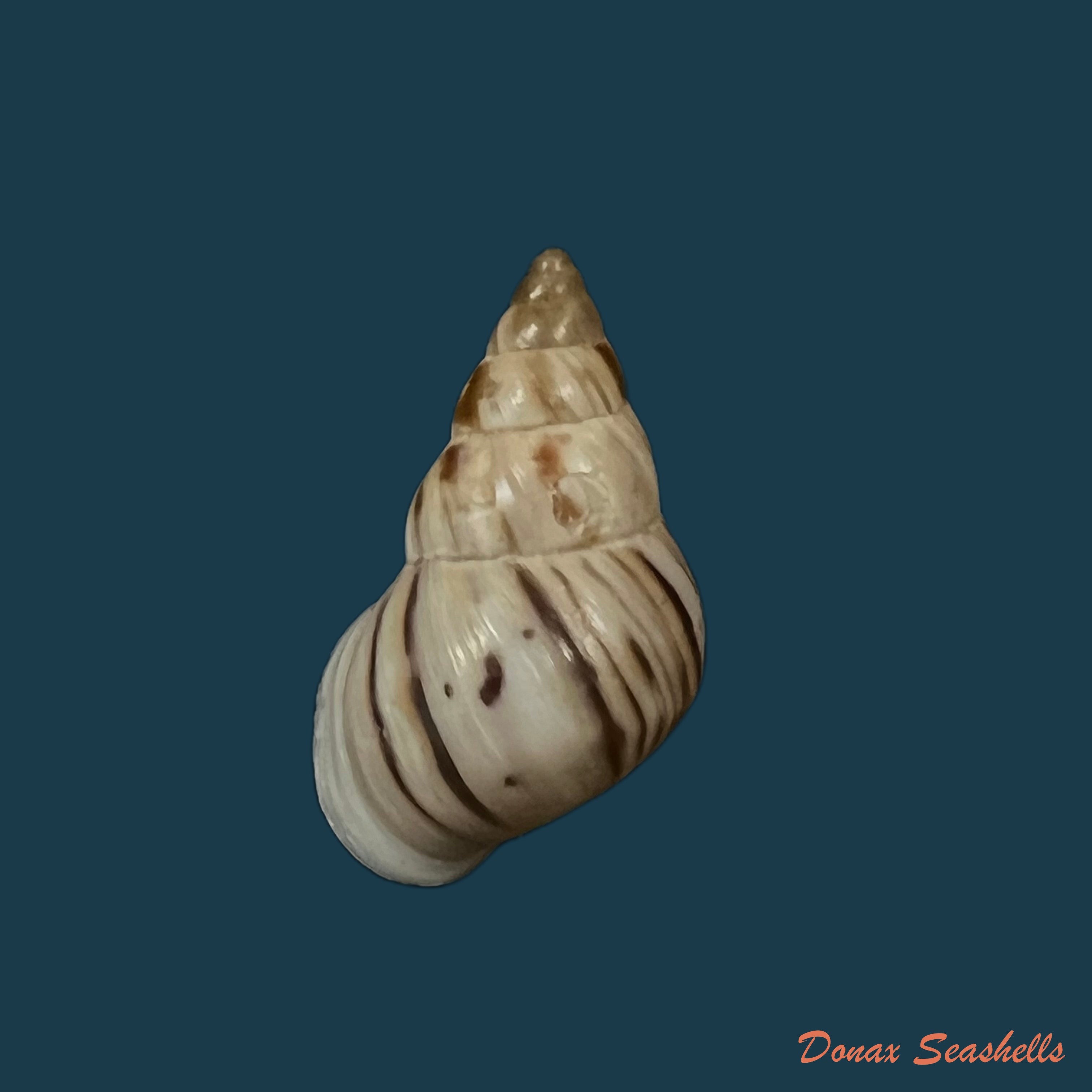 copia-de-leiostracus-obliquus-reeve-1849-25-7mm