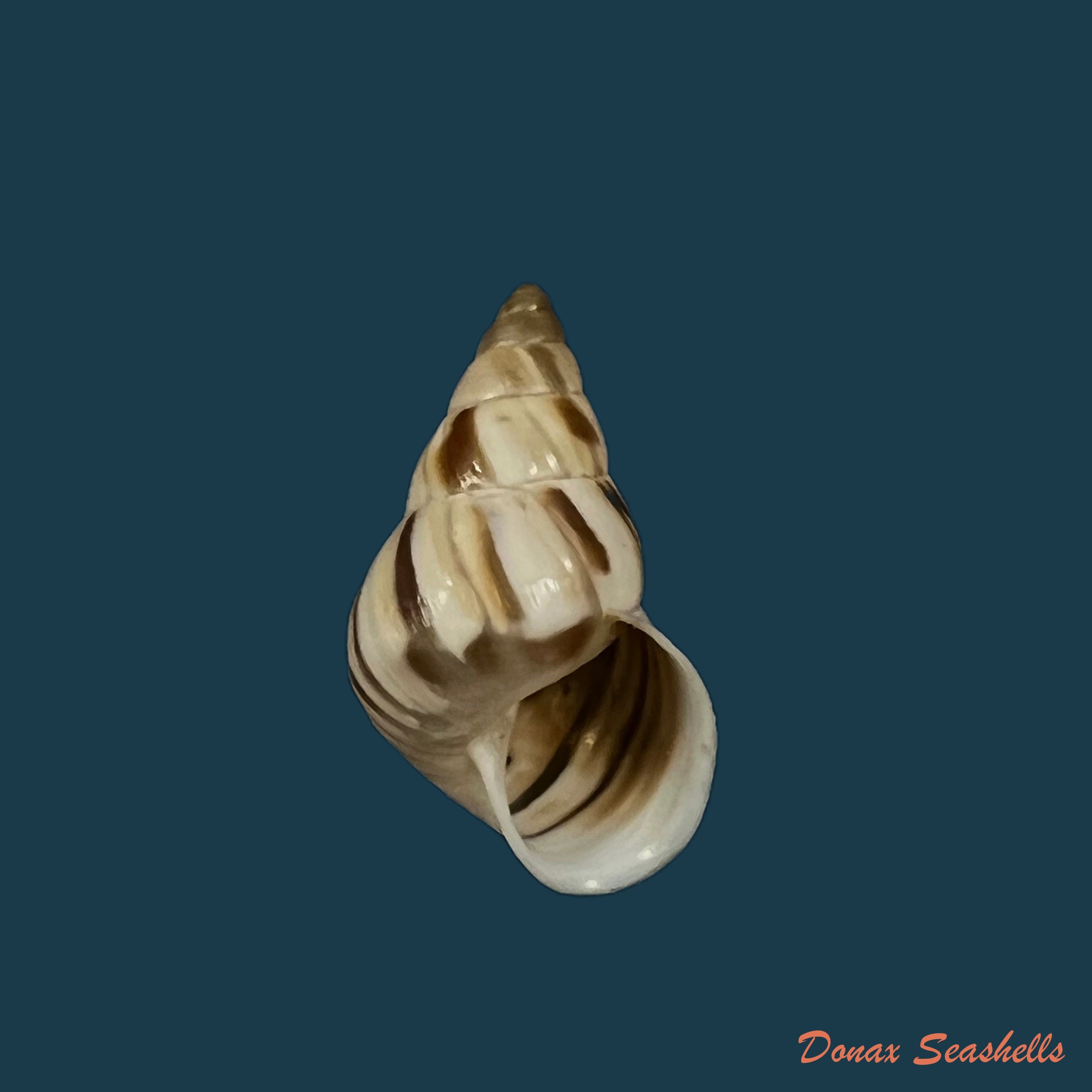 copia-de-leiostracus-obliquus-reeve-1849-25-7mm