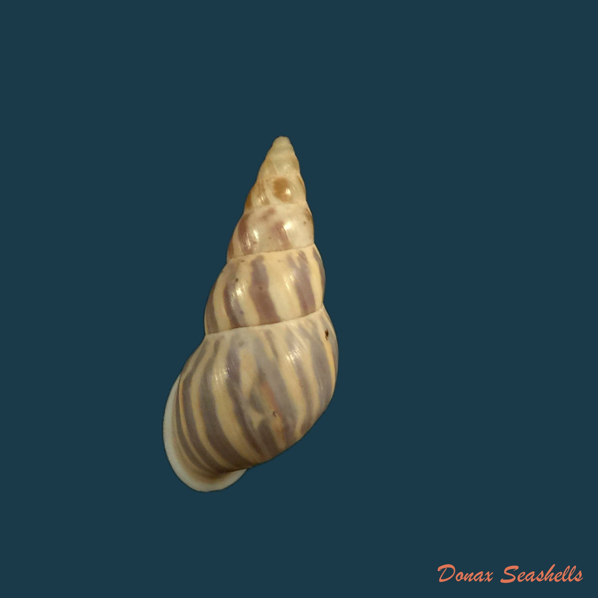 copia-de-leiostracus-perlucidus-spix-1827-23-5mm