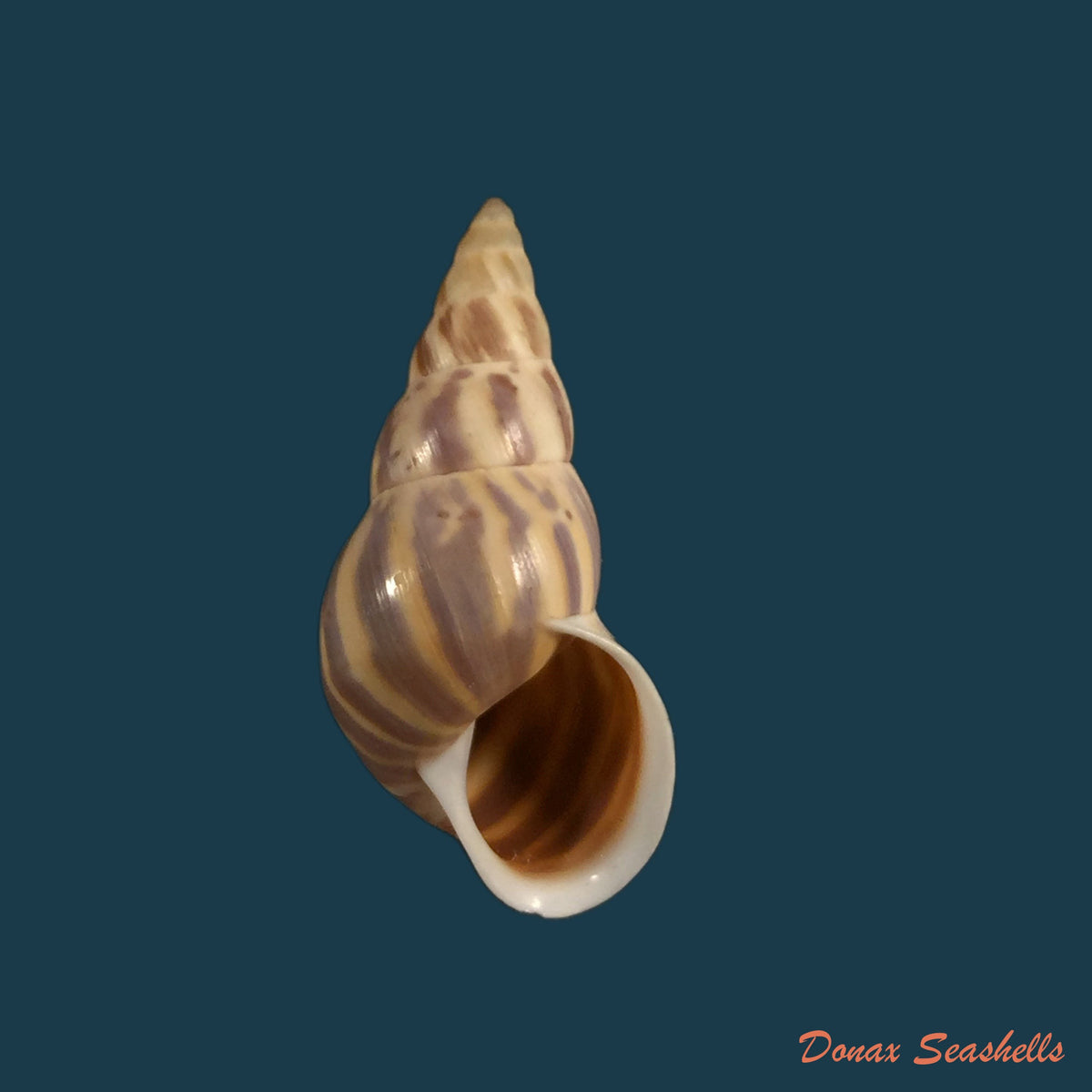 copia-de-leiostracus-perlucidus-spix-1827-23-5mm