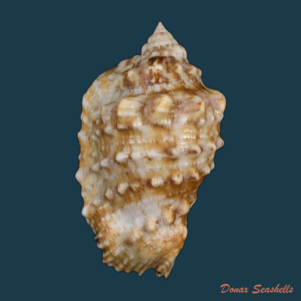 copia-de-lentigo-pipus-roding-1798-67-7mm
