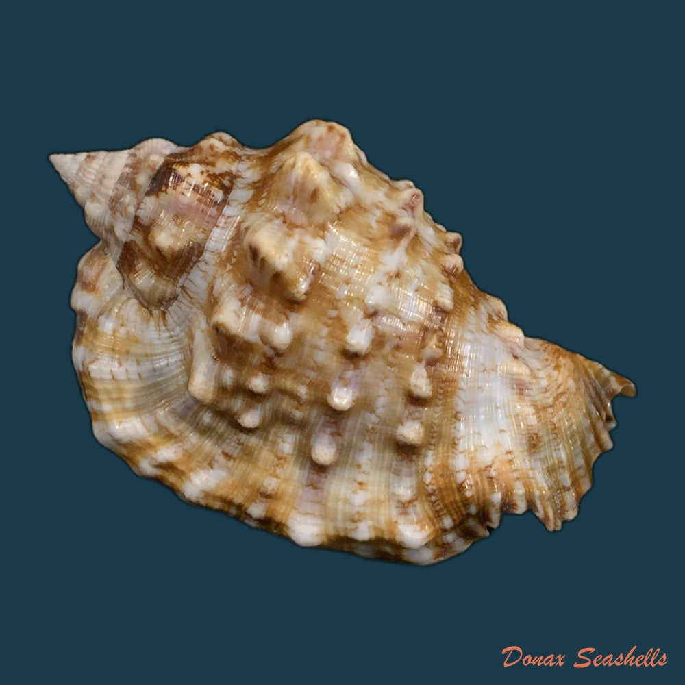 copia-de-lentigo-pipus-roding-1798-67-7mm