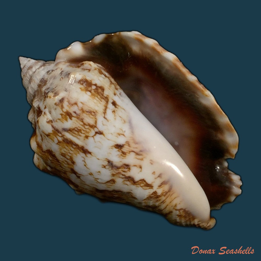 copia-de-lentigo-pipus-roding-1798-67-7mm