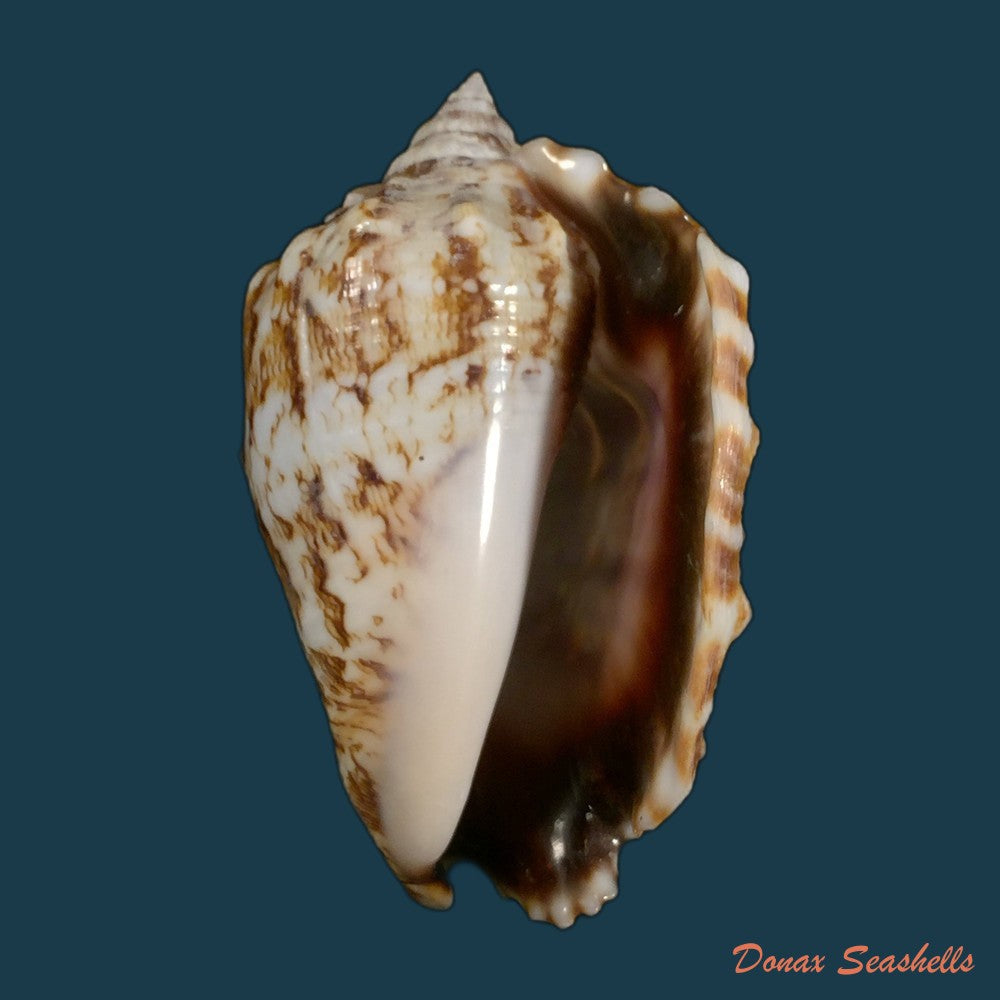 copia-de-lentigo-pipus-roding-1798-67-7mm