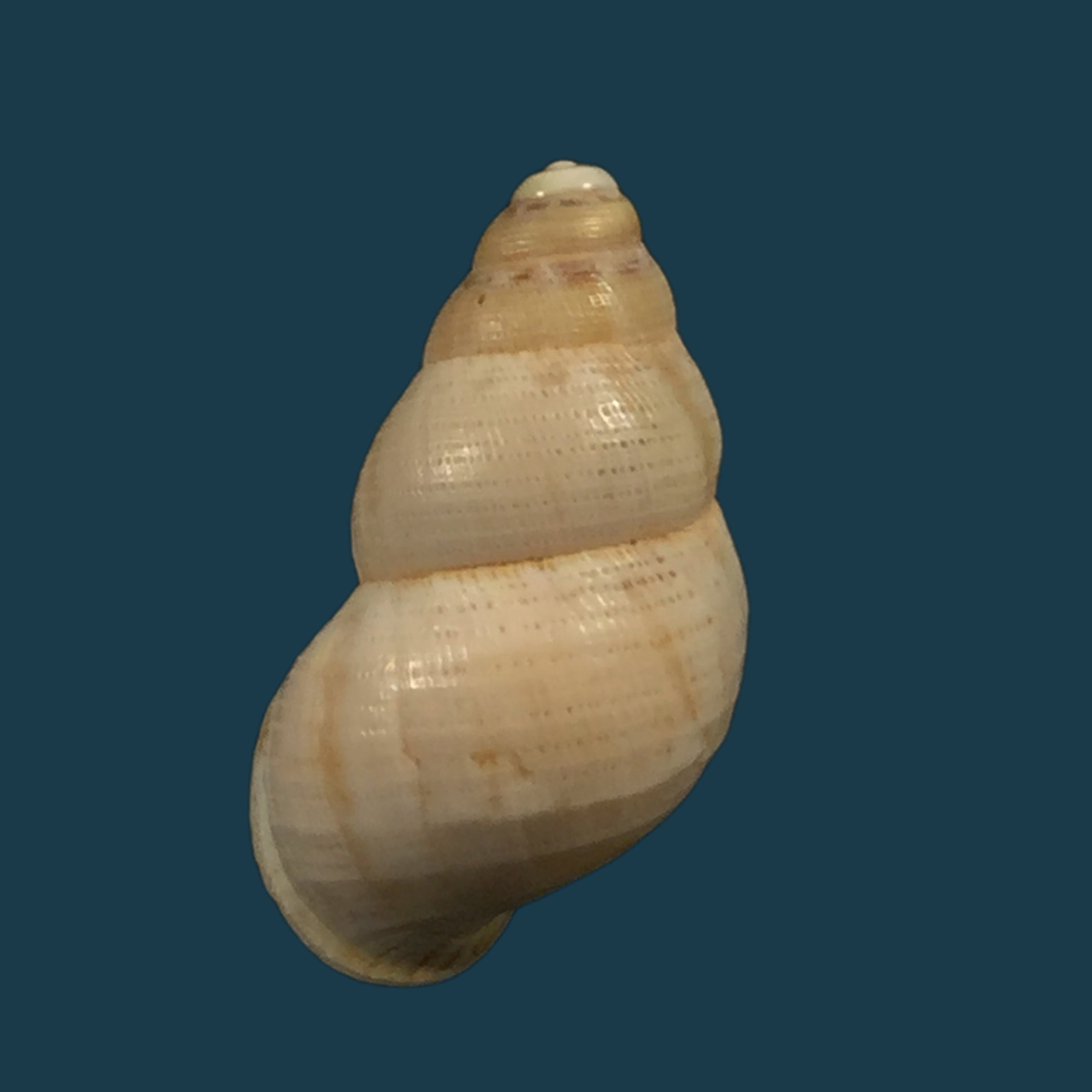 Cyclostoma mauretanucum (Pallary, 1928) - 22,6毫米