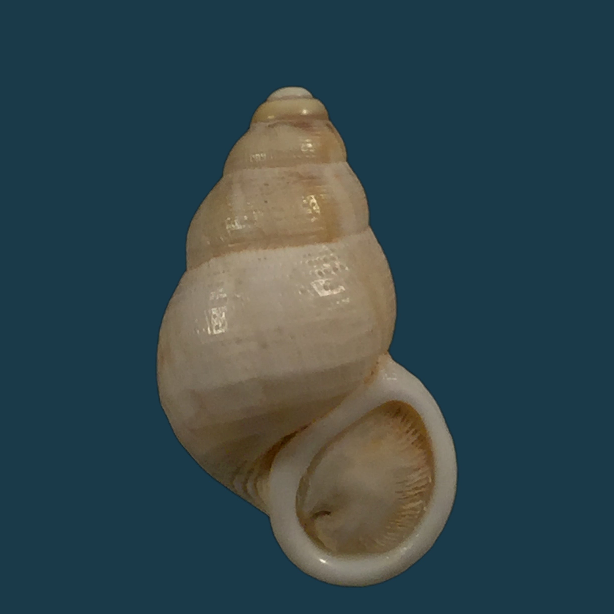 Cyclostoma mauretanucum (Pallary, 1928) - 22,6毫米