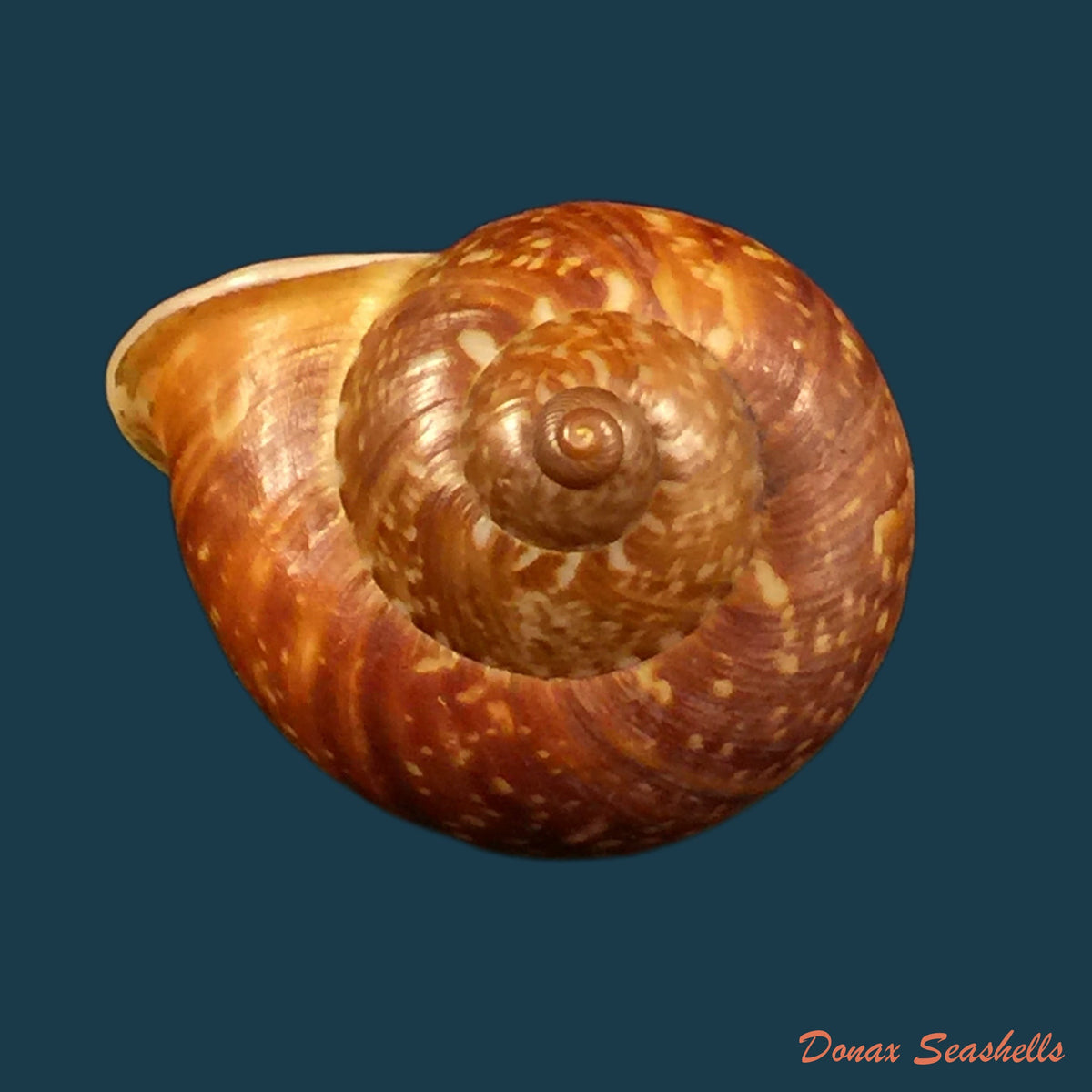 copia-de-leptopoma-perlucidum-grateloup-1840-14-7mm
