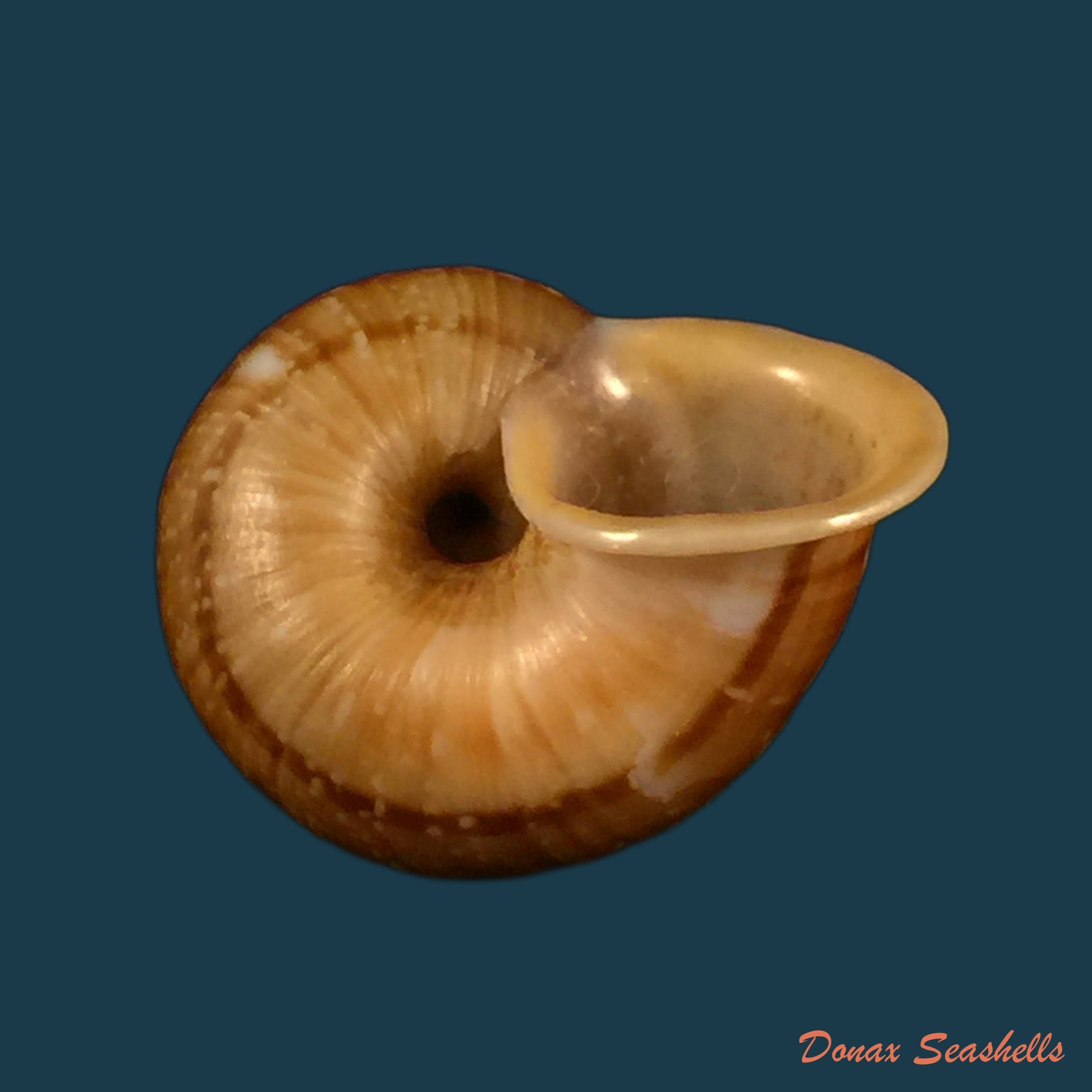 copia-de-leptopoma-perlucidum-grateloup-1840-14-7mm