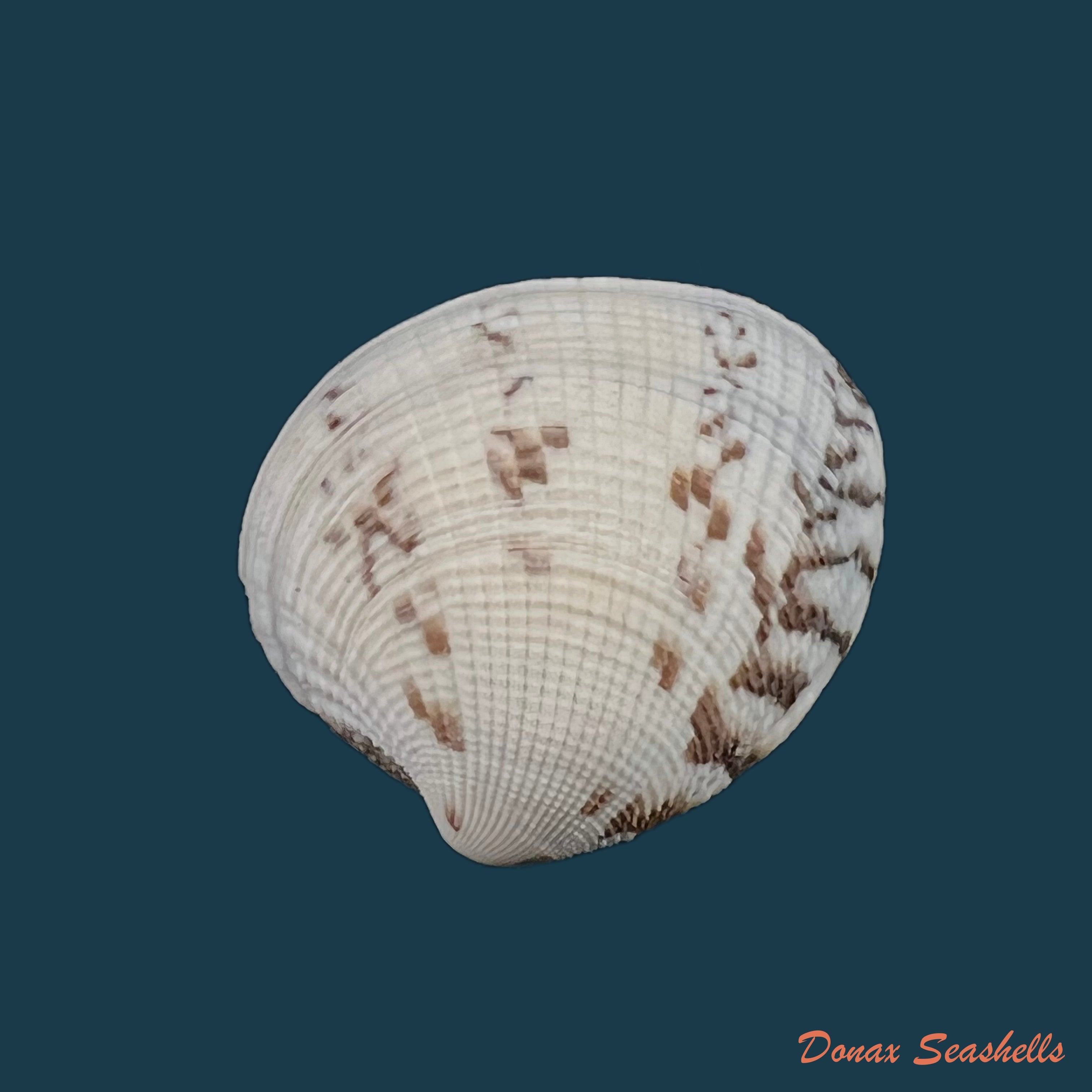 copia-de-leukoma-granulata-gmelin-1791-32-6mm