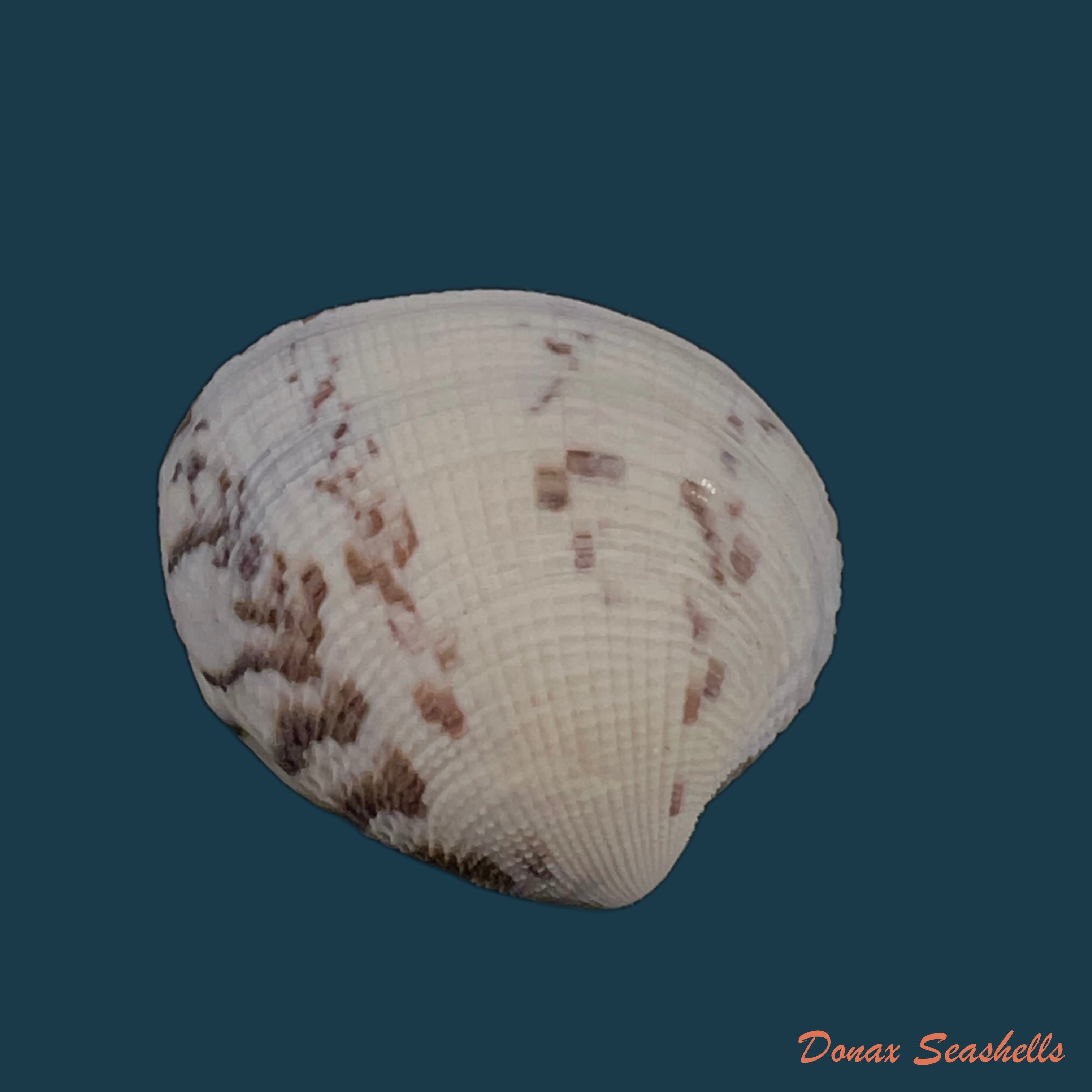 copia-de-leukoma-granulata-gmelin-1791-32-6mm