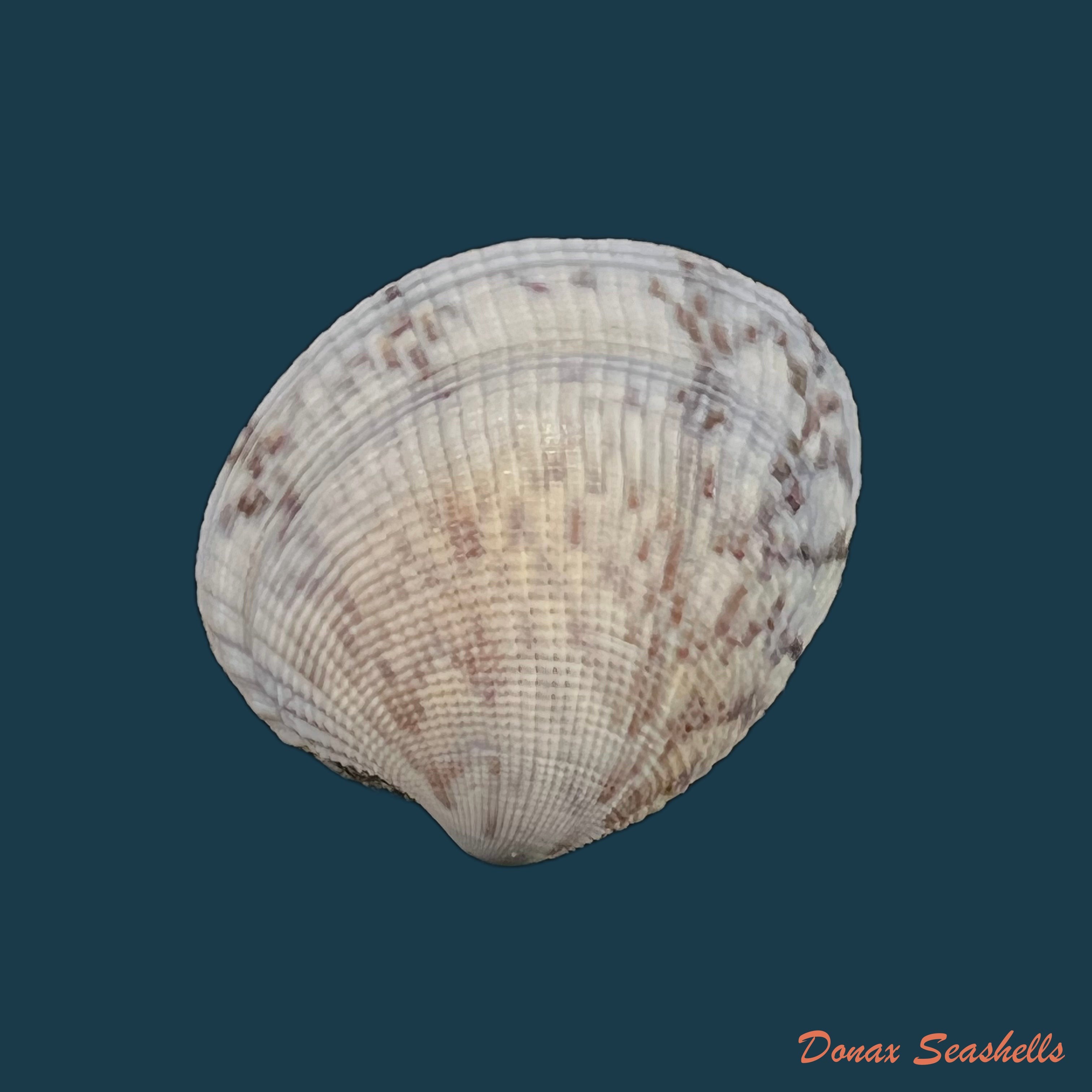 copia-de-leukoma-granulata-gmelin-1791-34-3mm