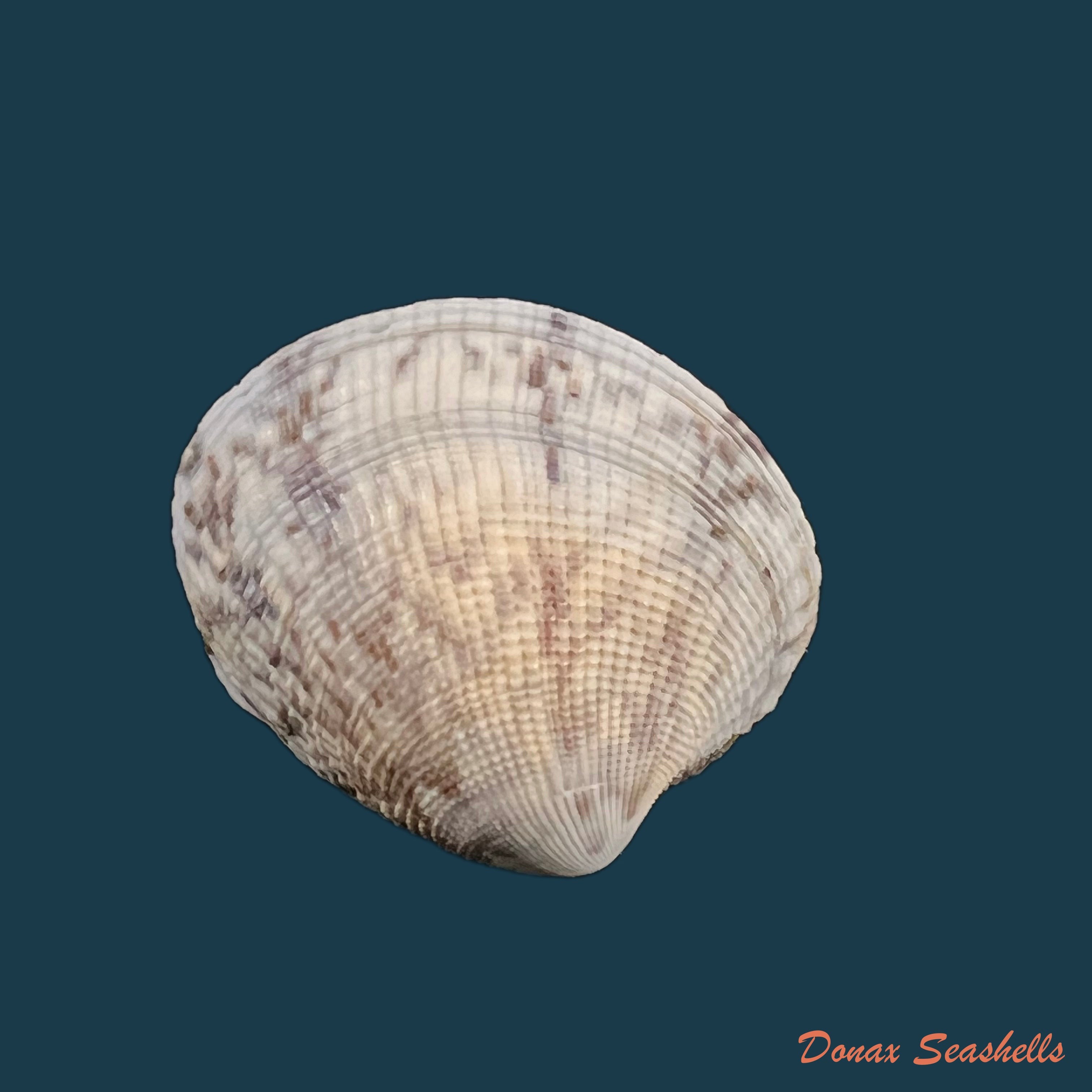copia-de-leukoma-granulata-gmelin-1791-34-3mm