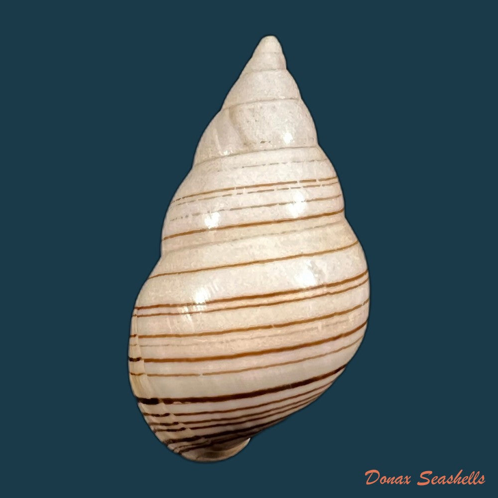 copia-de-liguus-fasciatus-achatinus-clench-1934-70mm