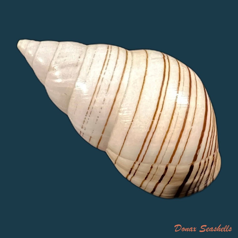 copia-de-liguus-fasciatus-achatinus-clench-1934-70mm