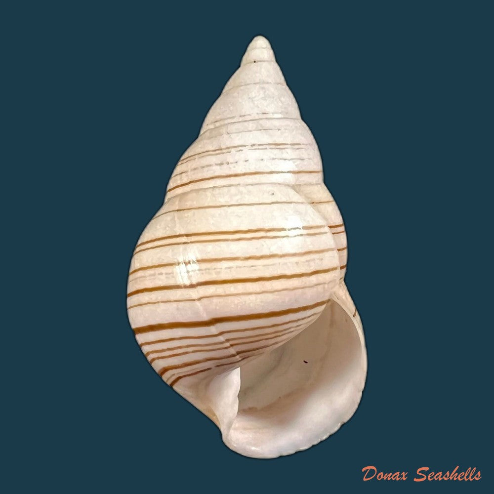 copia-de-liguus-fasciatus-achatinus-clench-1934-70mm