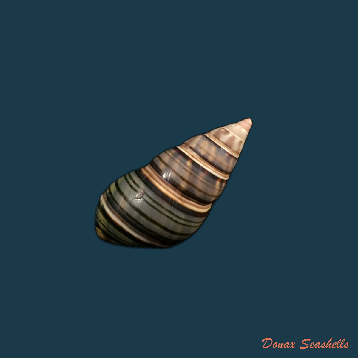 copia-de-liguus-fasciatus-guidarti-jaume-1952-52mm