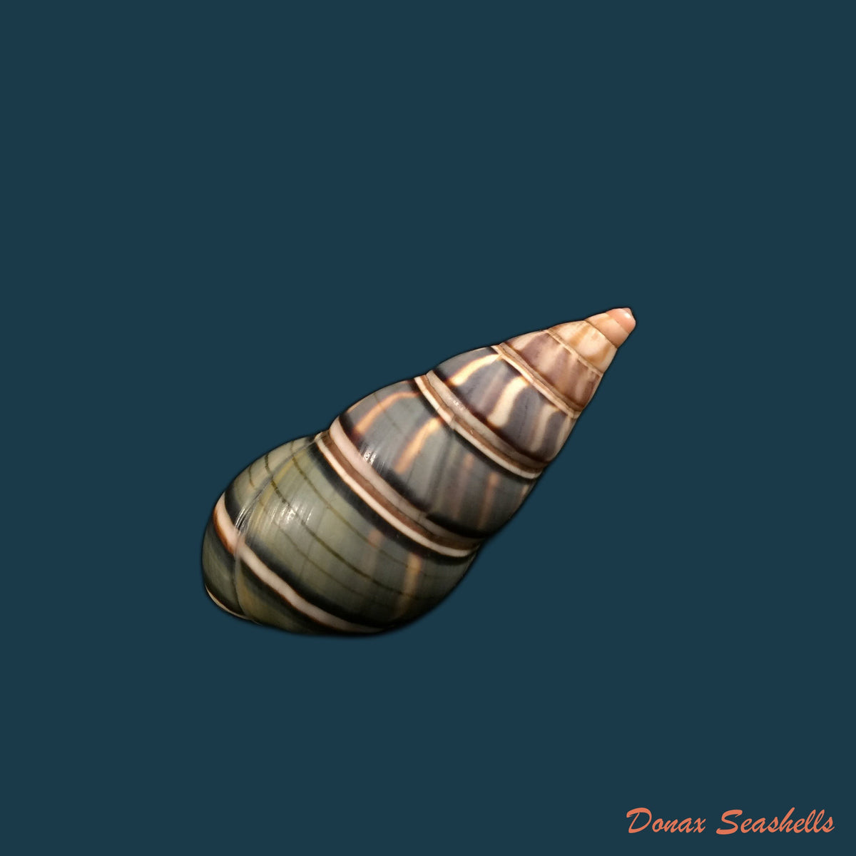 copia-de-liguus-fasciatus-guidarti-jaume-1953