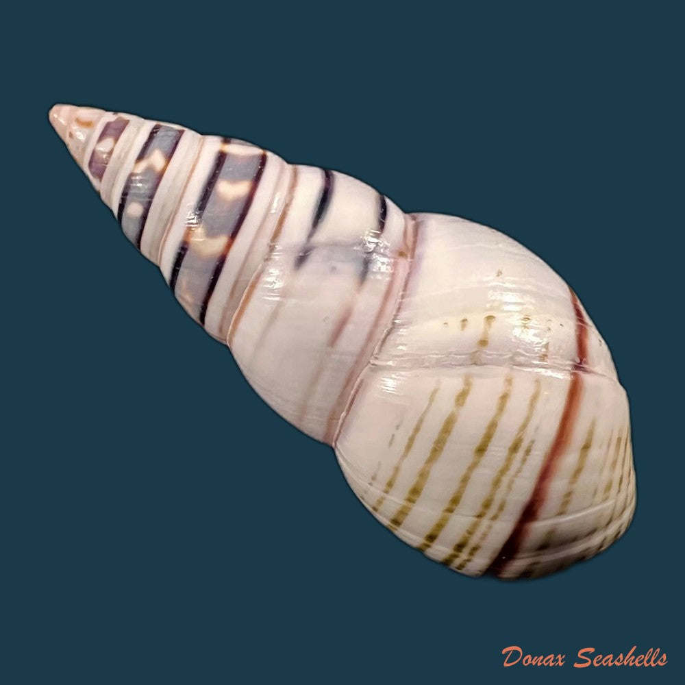 copia-de-liguus-fasciatus-guitarti-jaume-1952-51-1mm