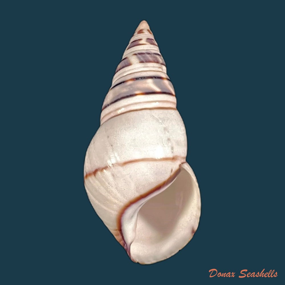 copia-de-liguus-fasciatus-guitarti-jaume-1952-51-1mm